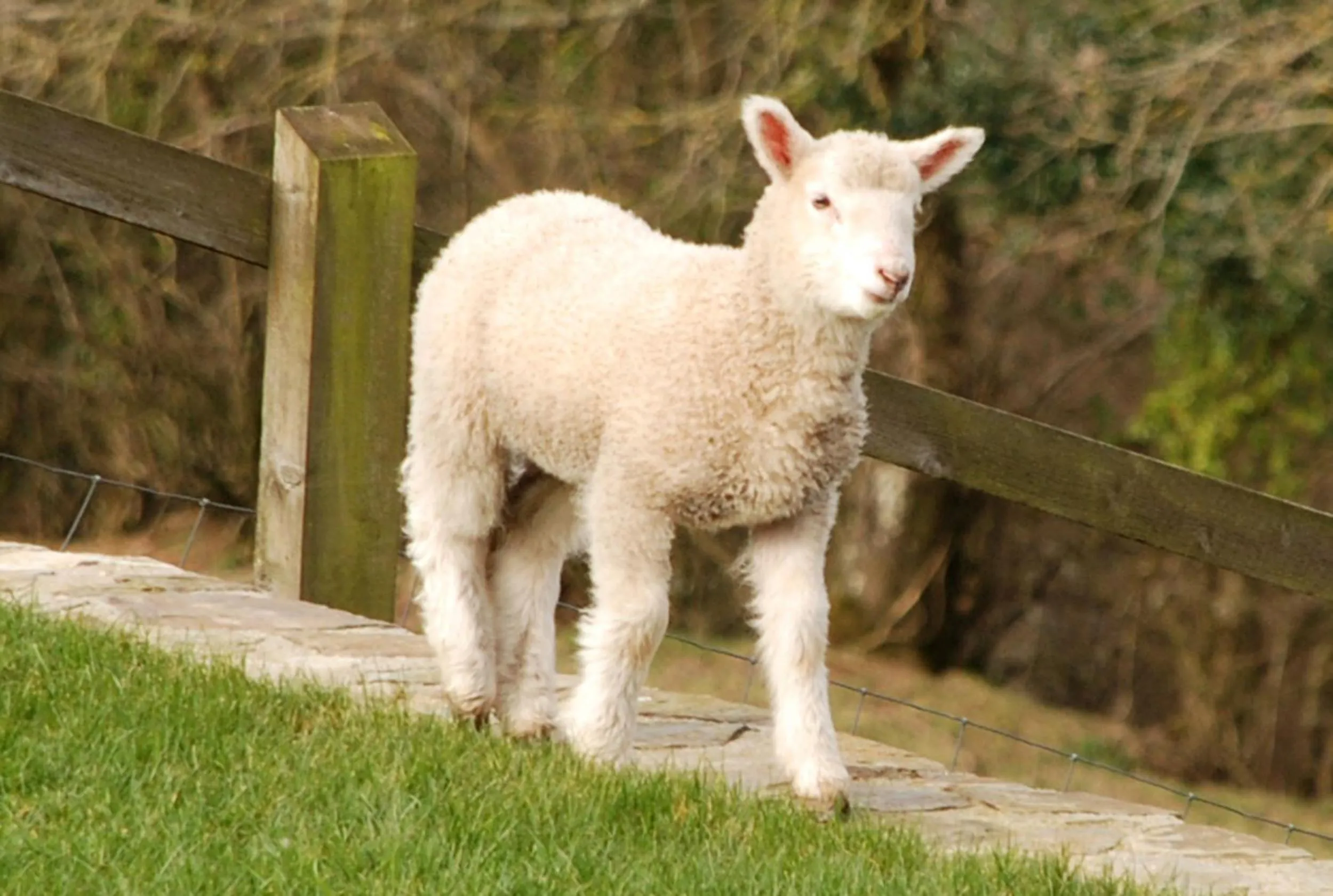 Animals in Kerswell Farmhouse