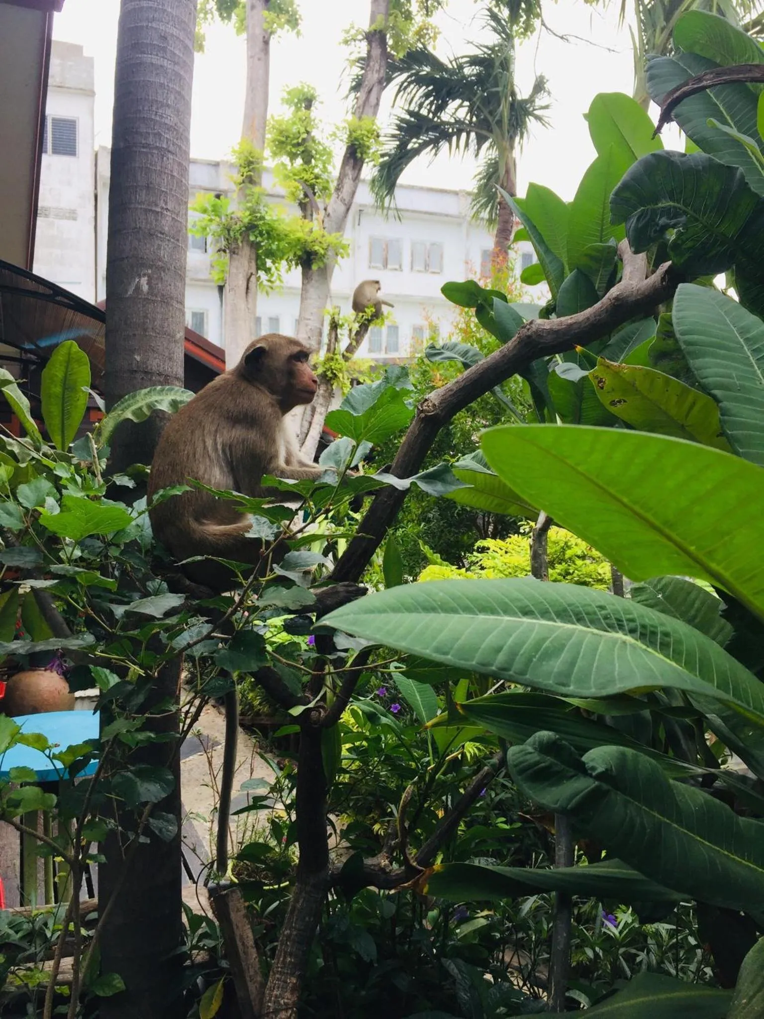 Pets in Noom Guesthouse