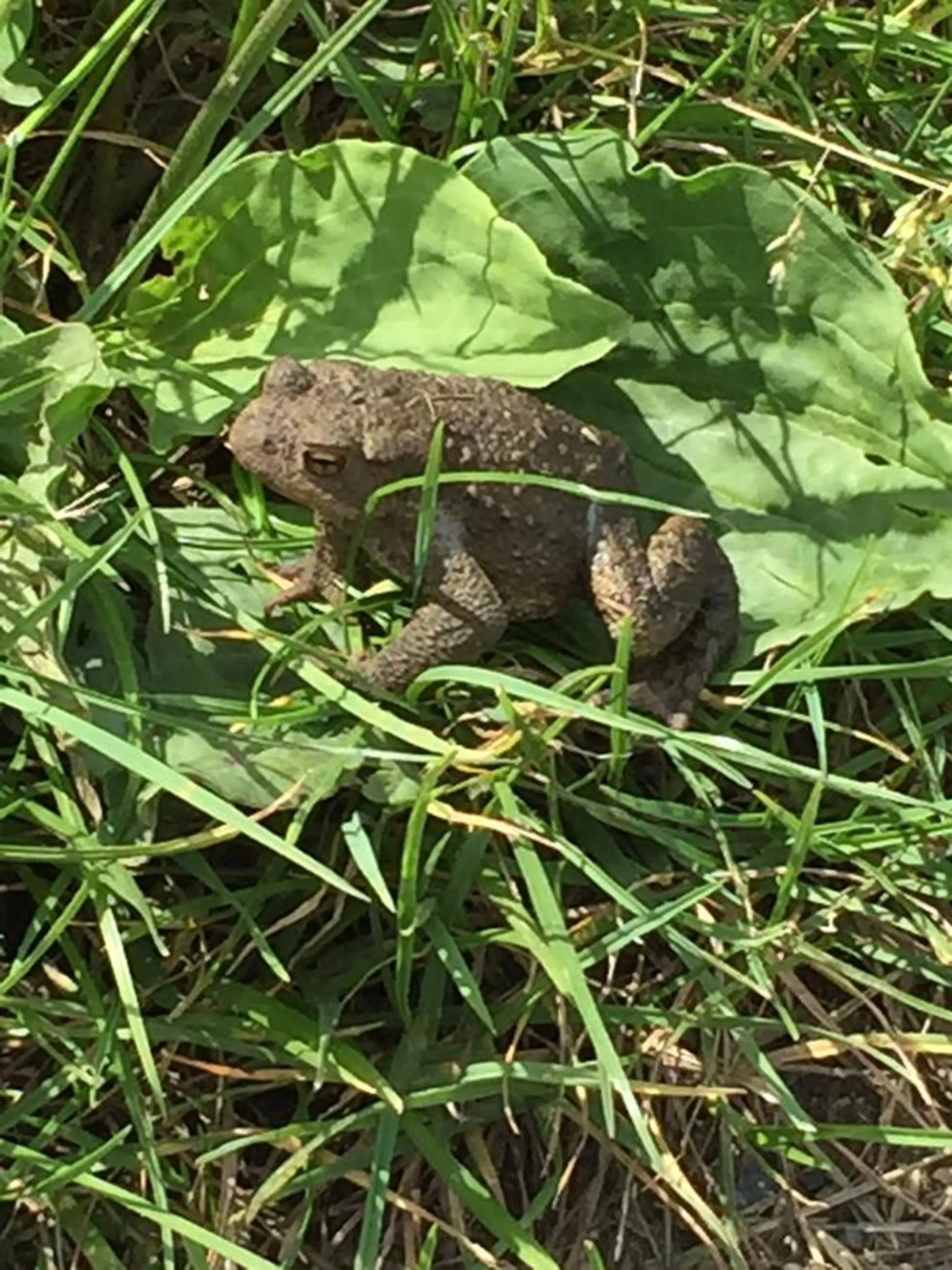 Eeuwenhout vakantiedomein