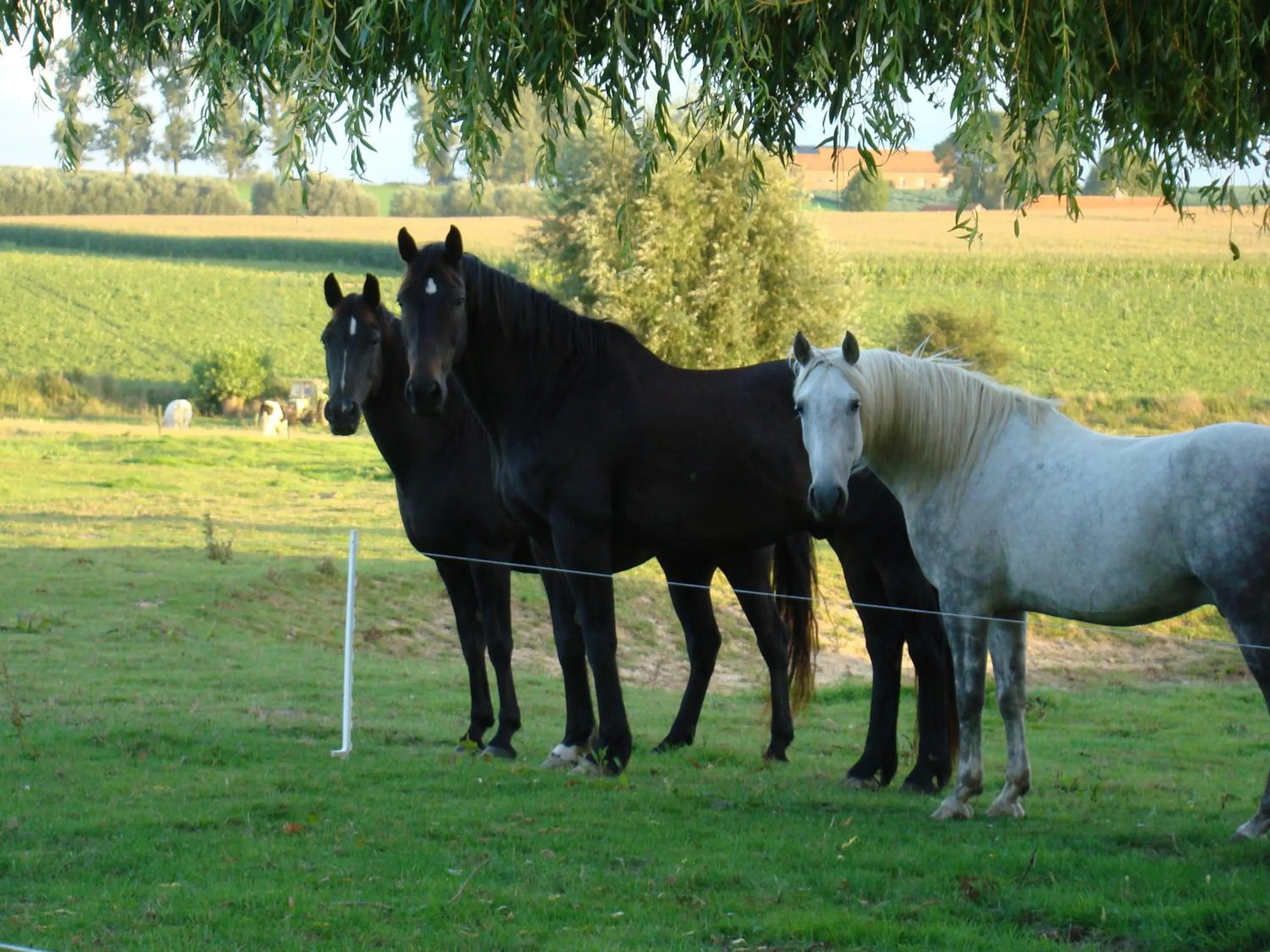 Eeuwenhout vakantiedomein