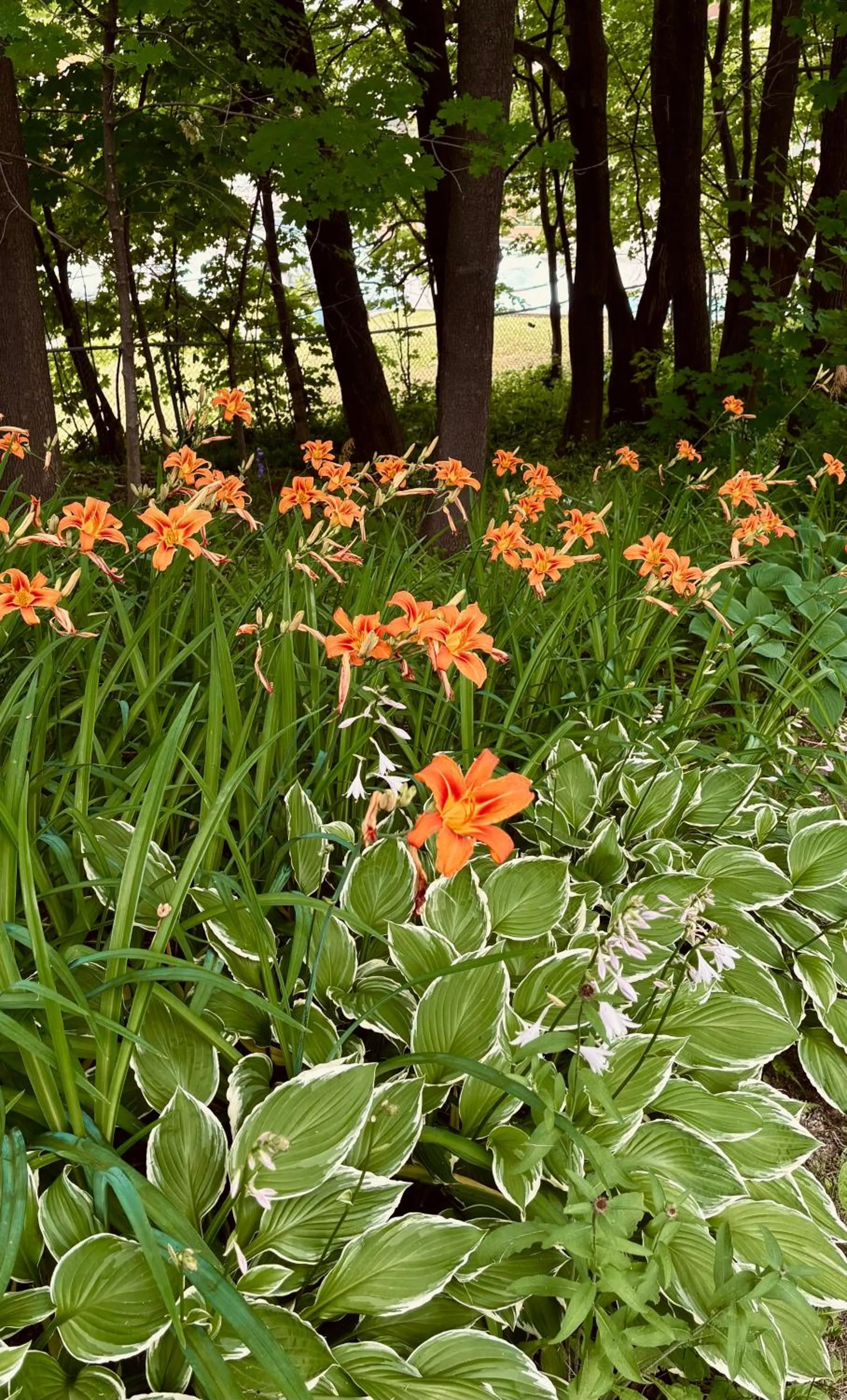 Spring in Auberge Sous les Arbres