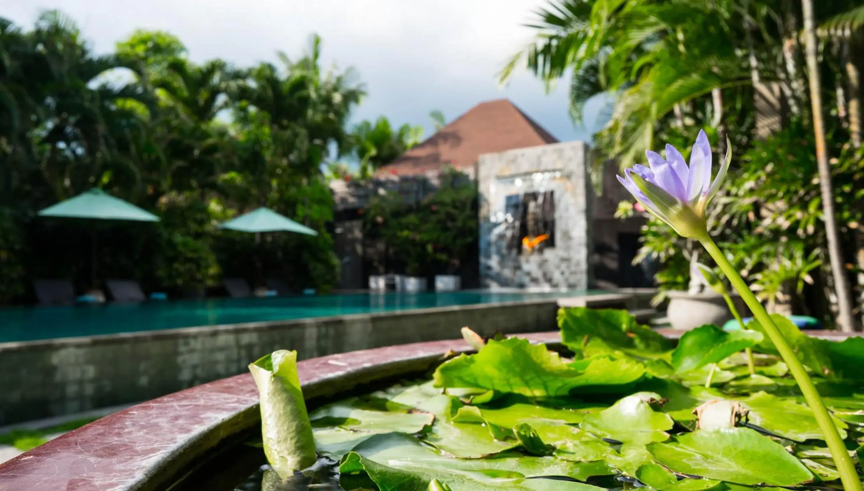 Swimming pool in Cicada Luxury Townhouses Swimming pool in Cicada Luxury Townhouses