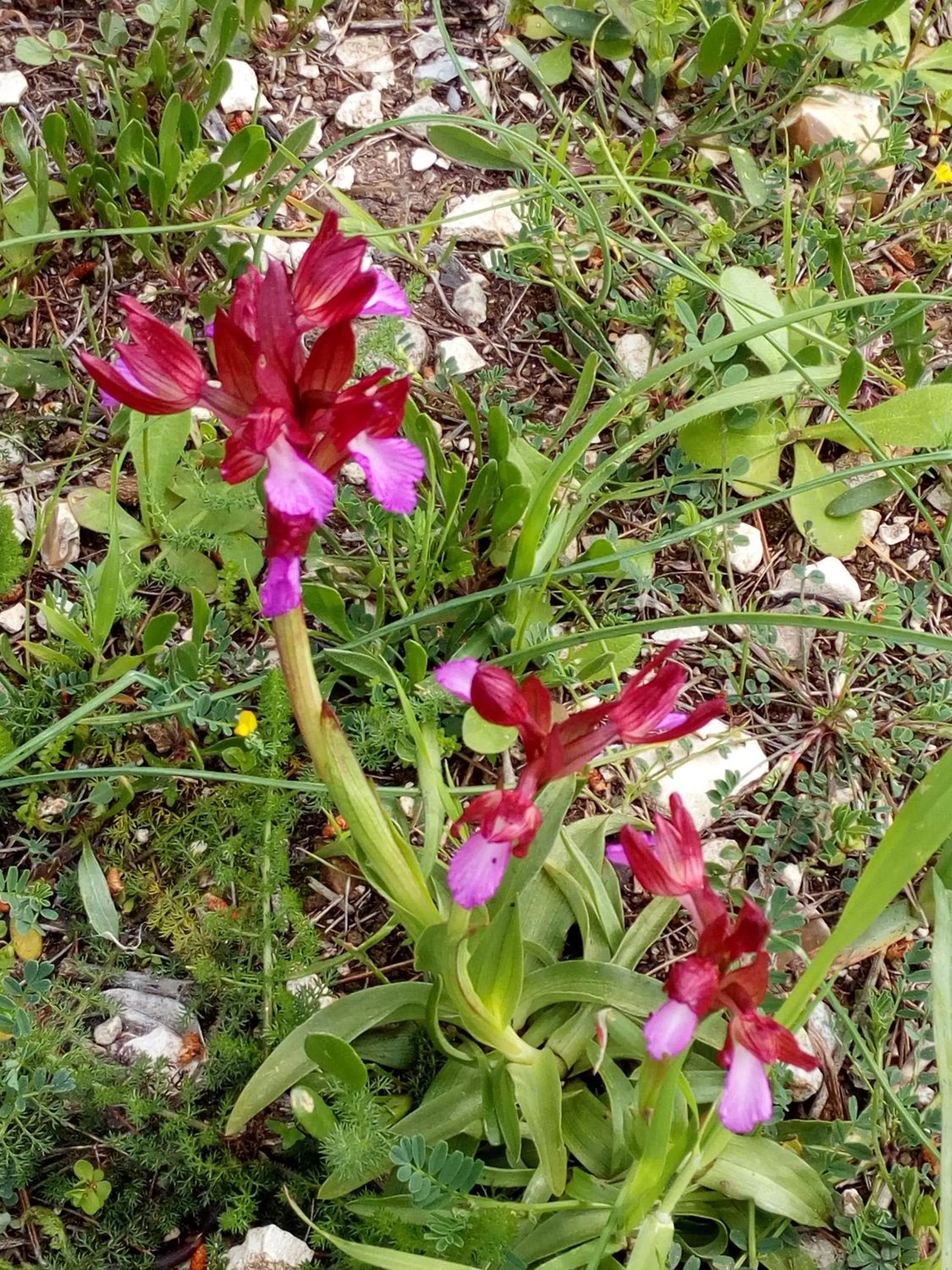 Other in Azienda Agricola B&B Macchiaria