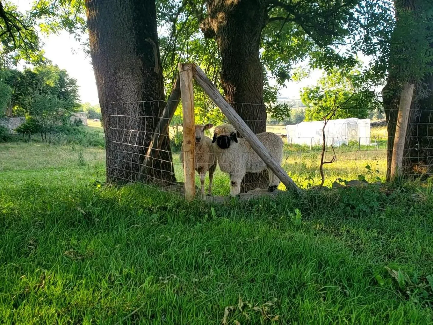 Animals in Domaine des Maillets