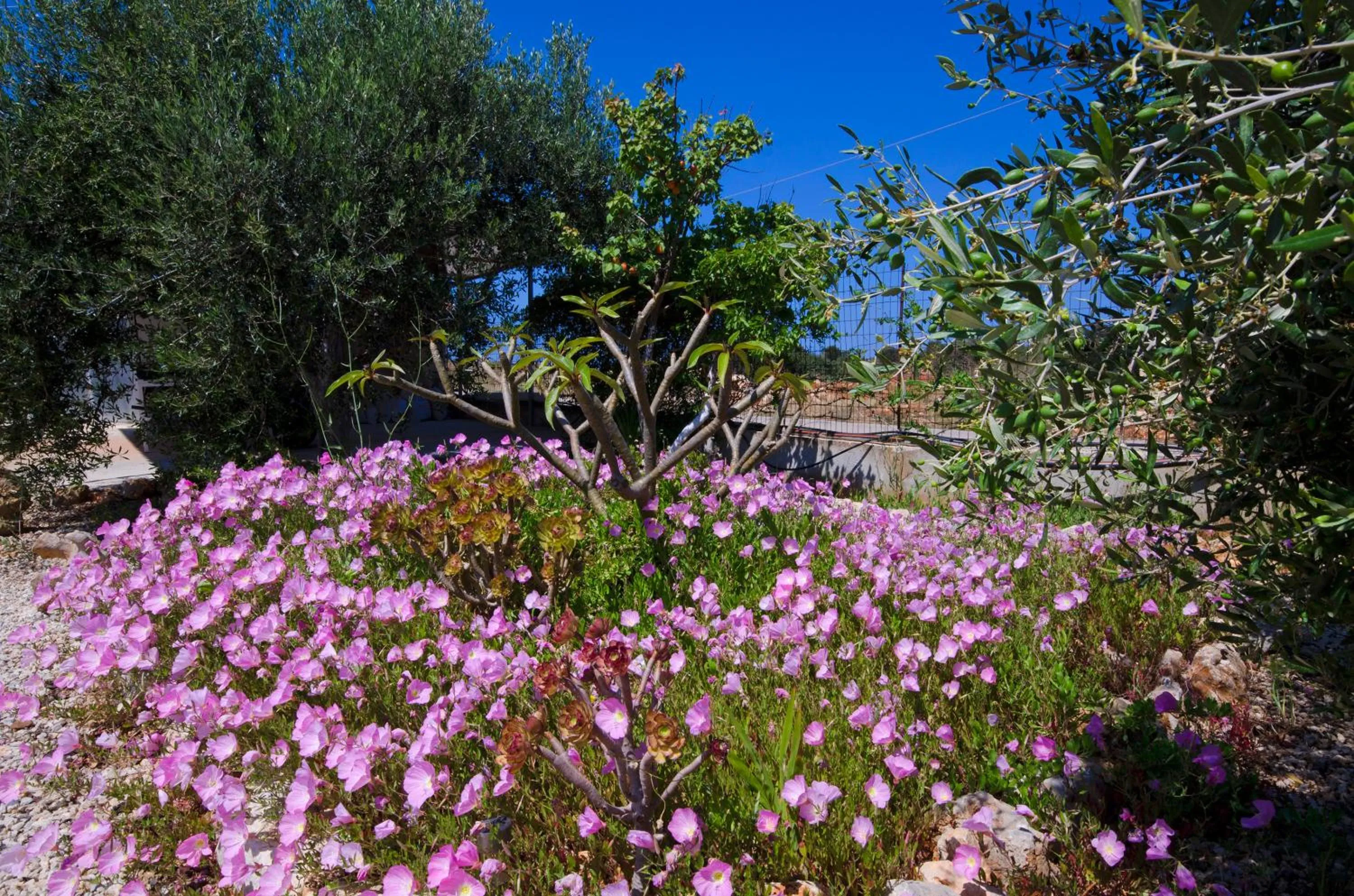 Garden in Skamagkas M. Apartments