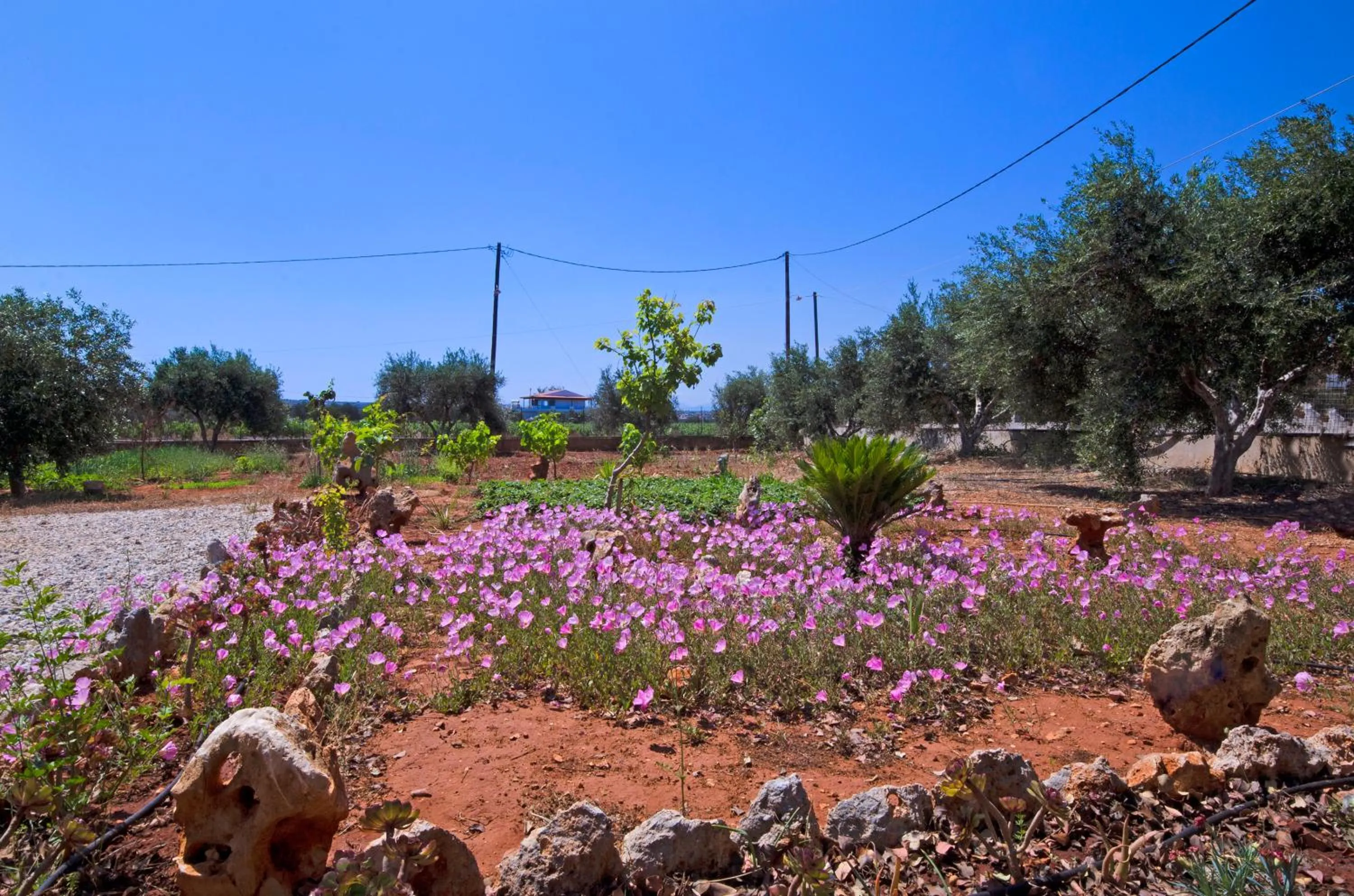 Garden in Skamagkas M. Apartments
