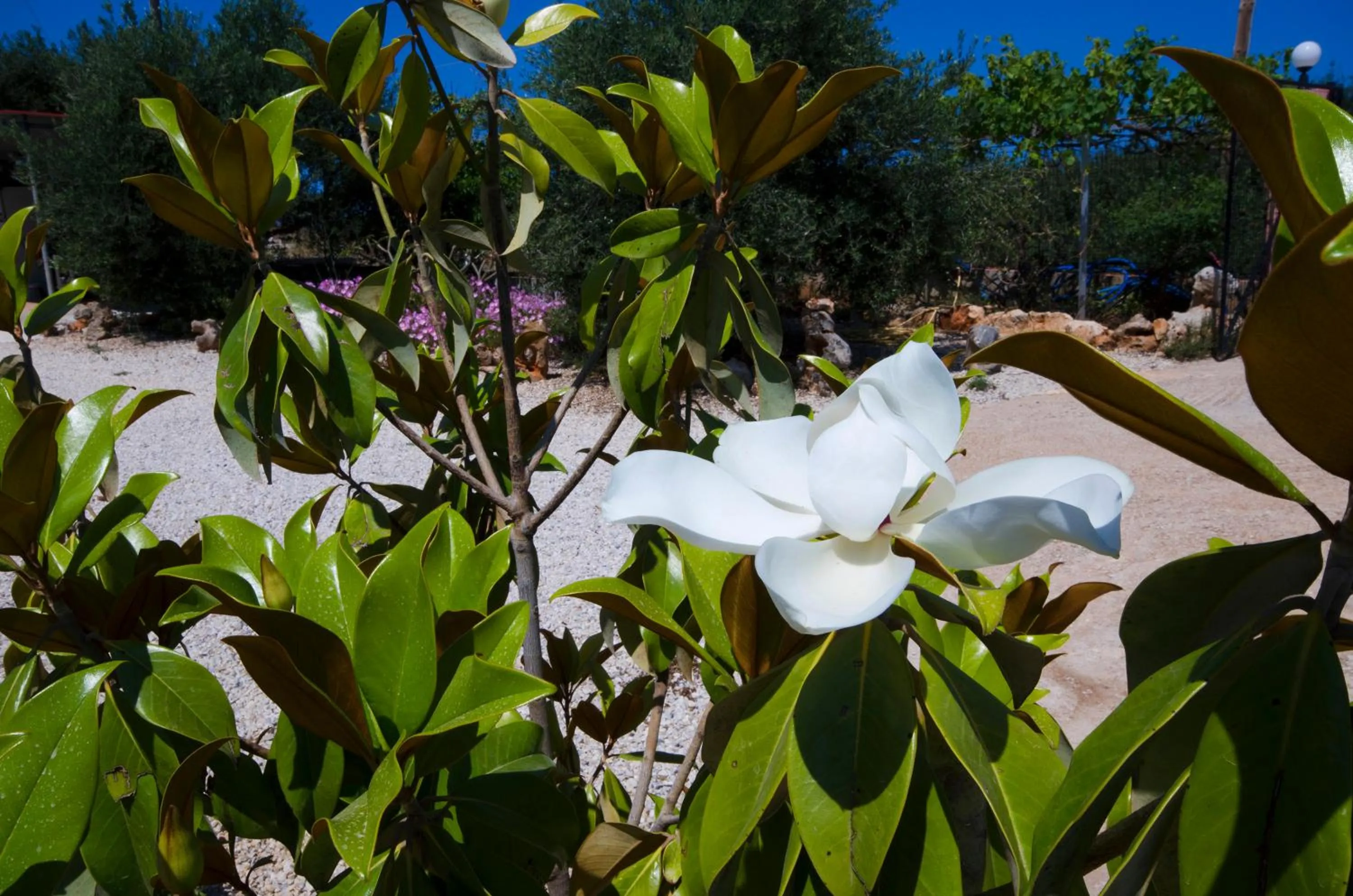Garden in Skamagkas M. Apartments