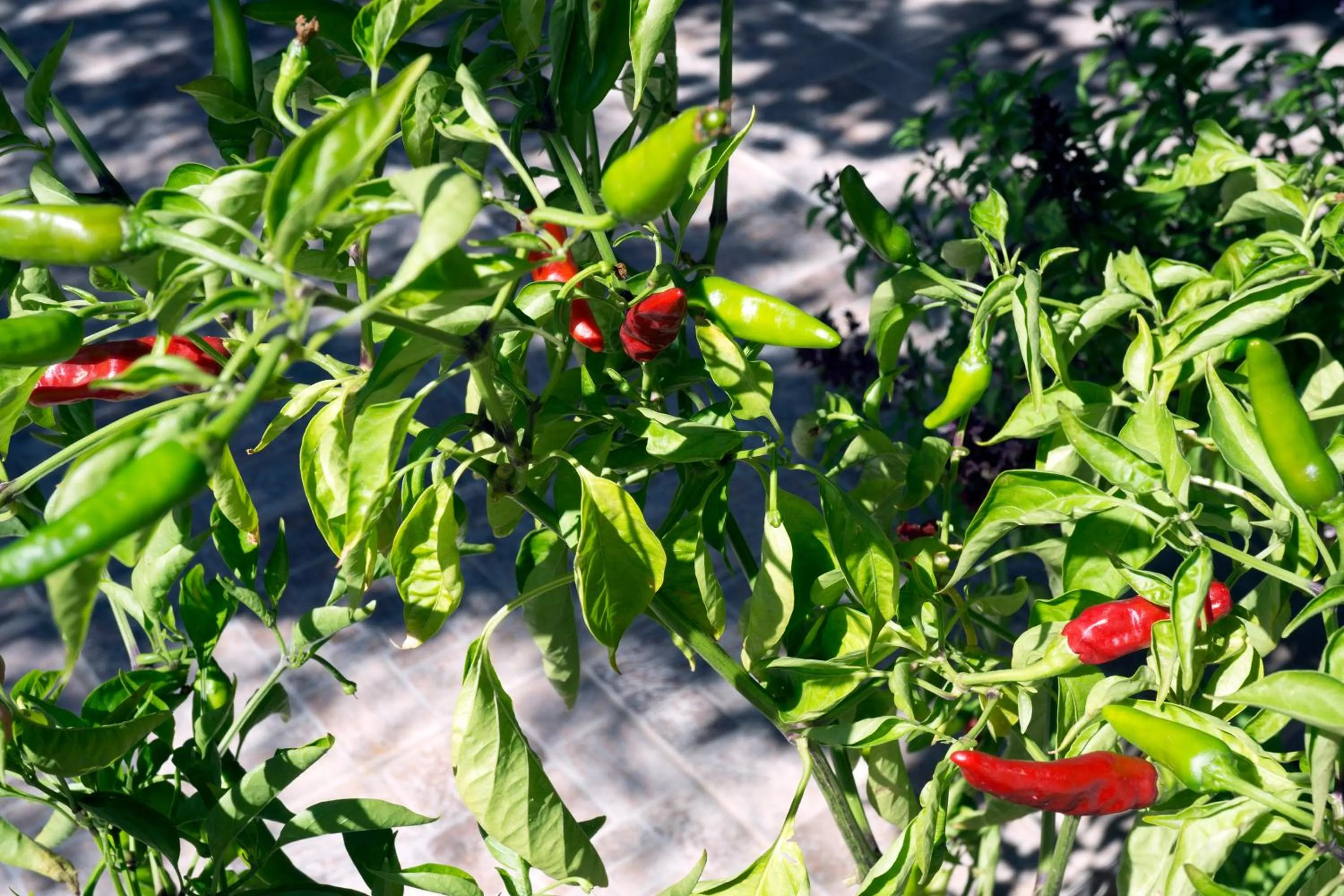 Garden in Skamagkas M. Apartments