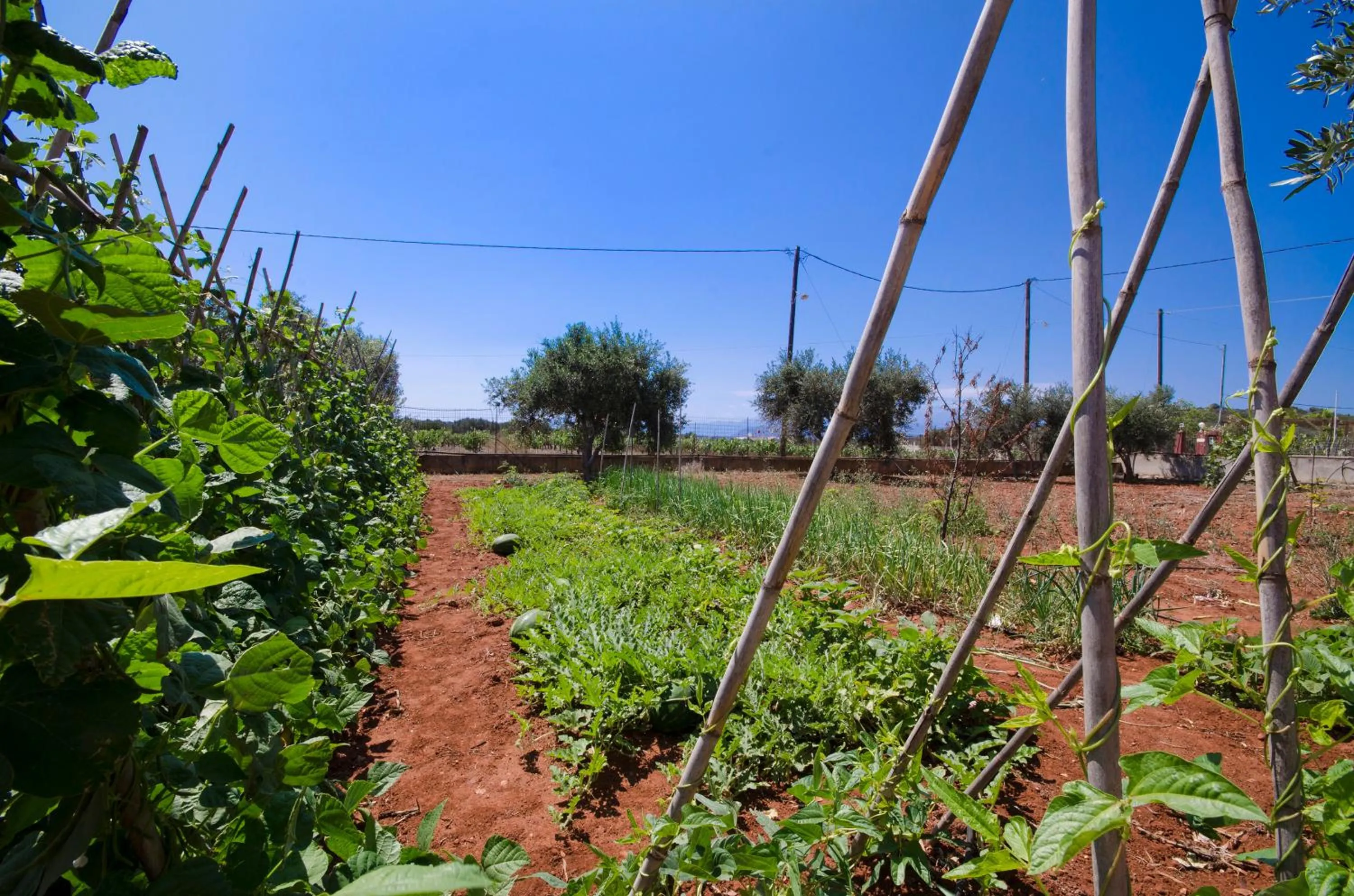 Garden in Skamagkas M. Apartments