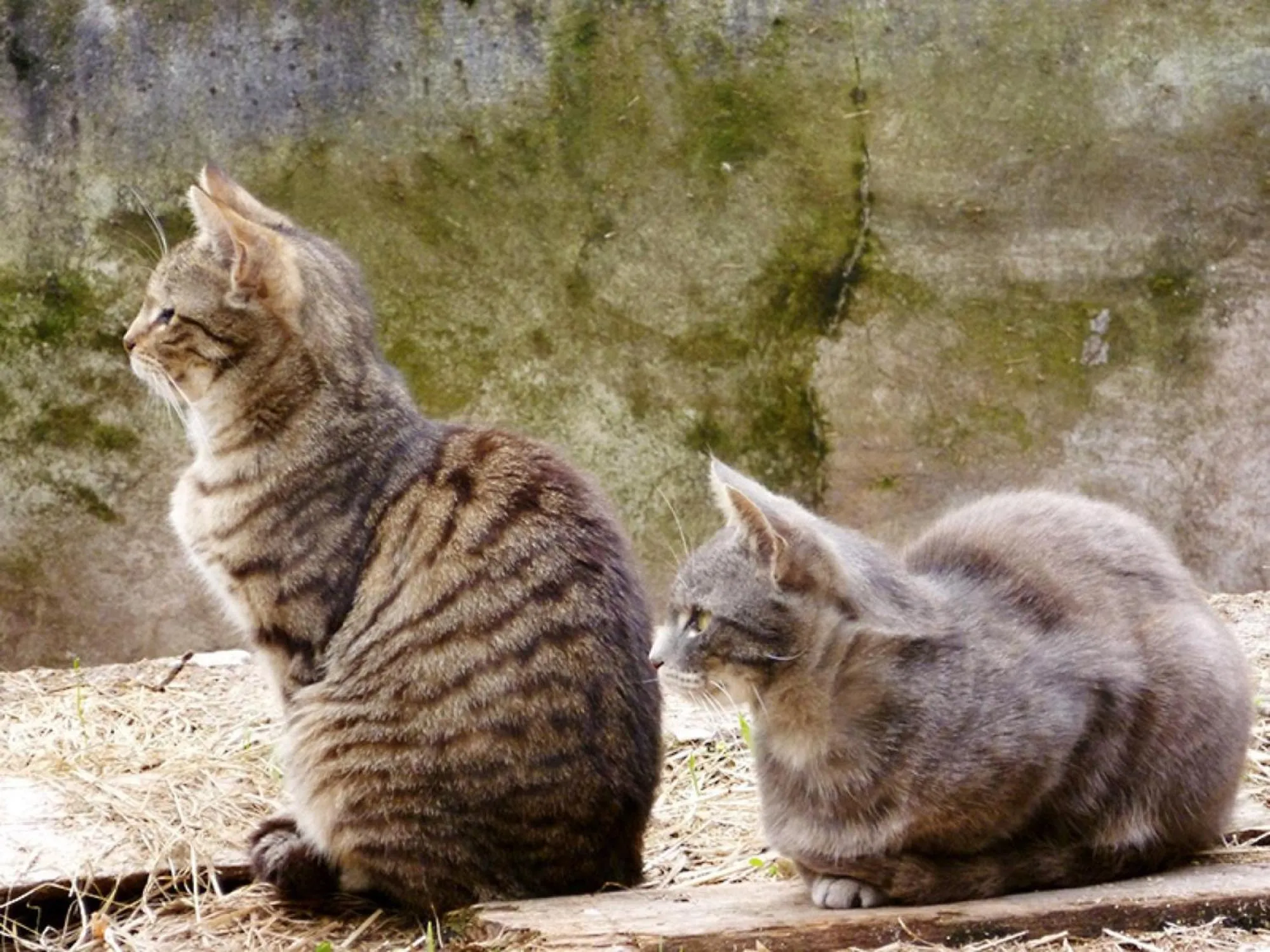 Gasthaus Zur Linde Ferienwohnungen