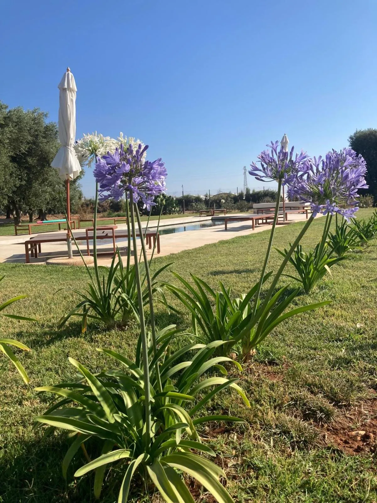 Swimming pool in Villa Narducci