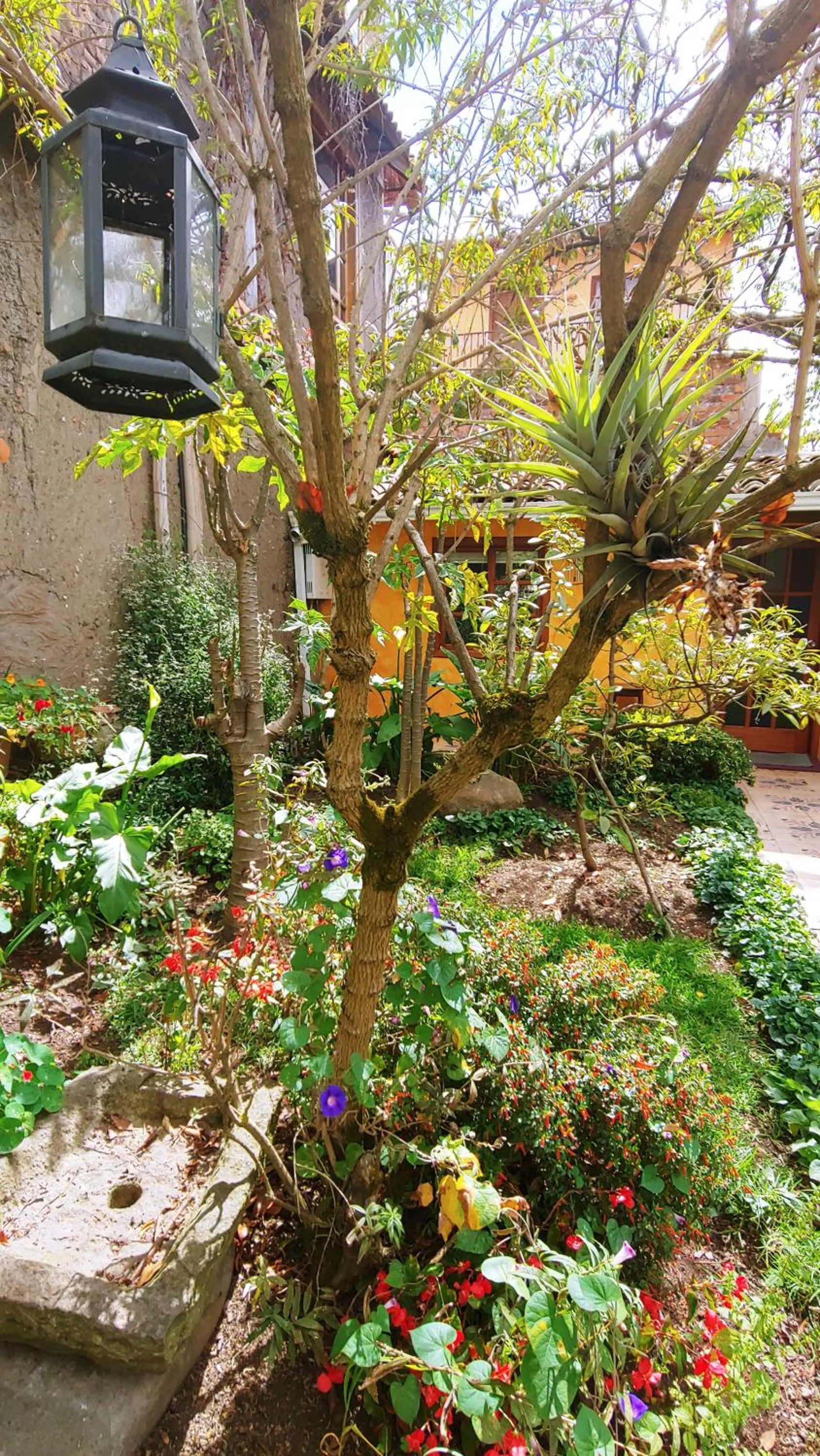 Garden in Hotel Boutique Casa Montalvo Cuenca