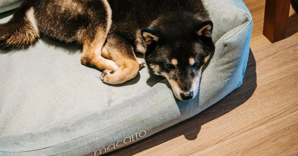 Pets in HYATT - EPISODE Daan Taipei, jdv by Hyatt