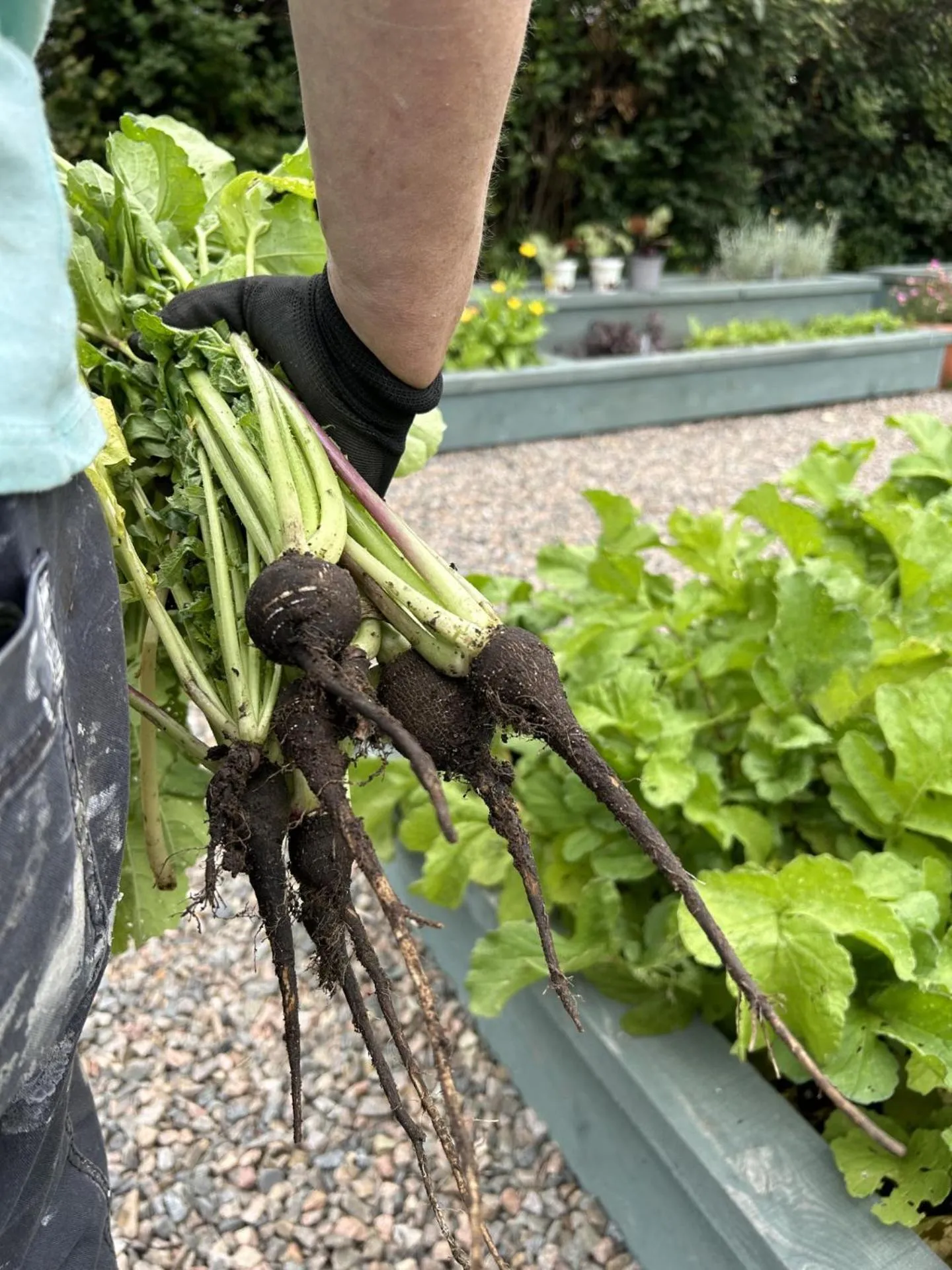 Garden in The Station Hotel
