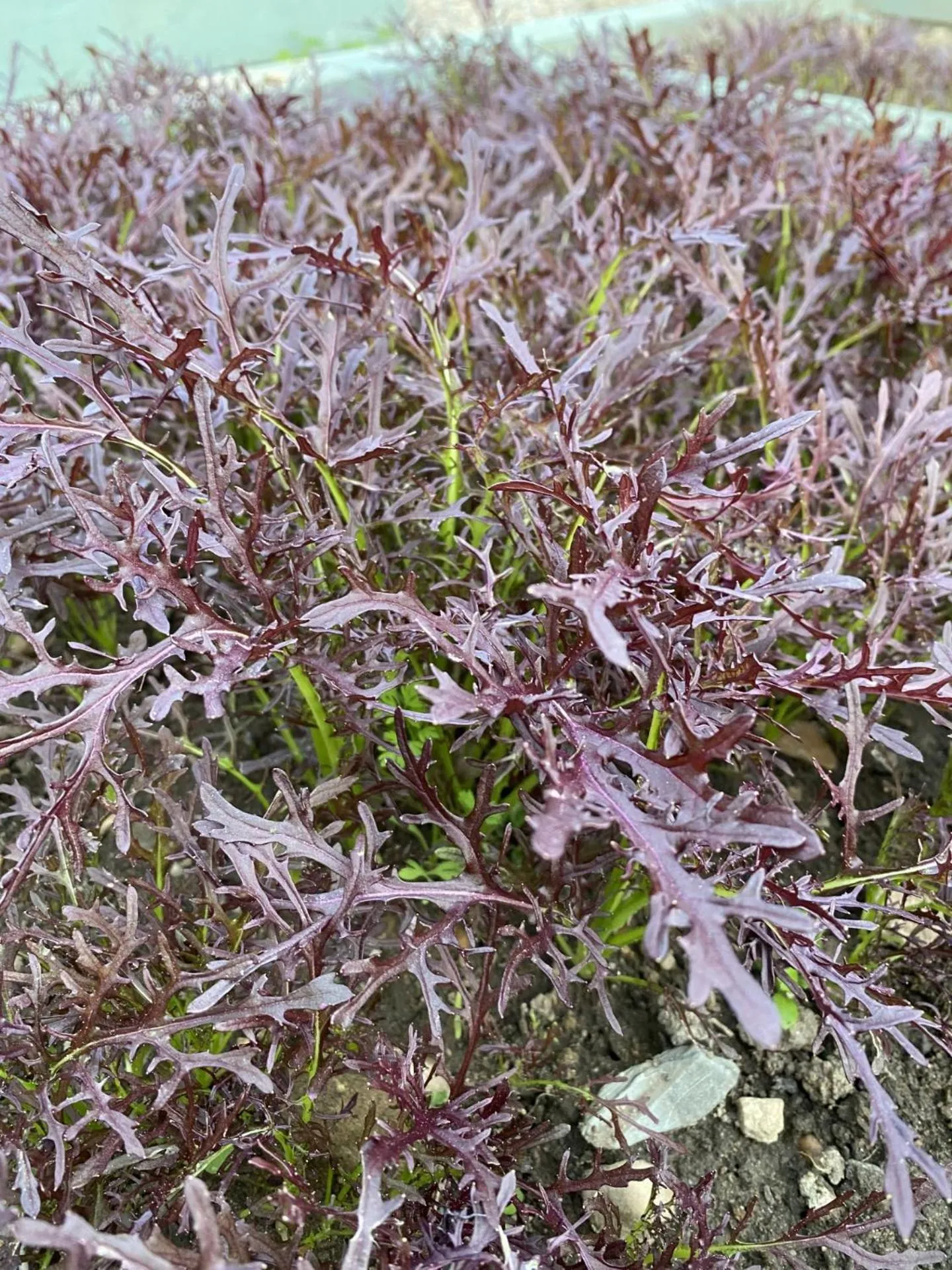 Garden in The Station Hotel