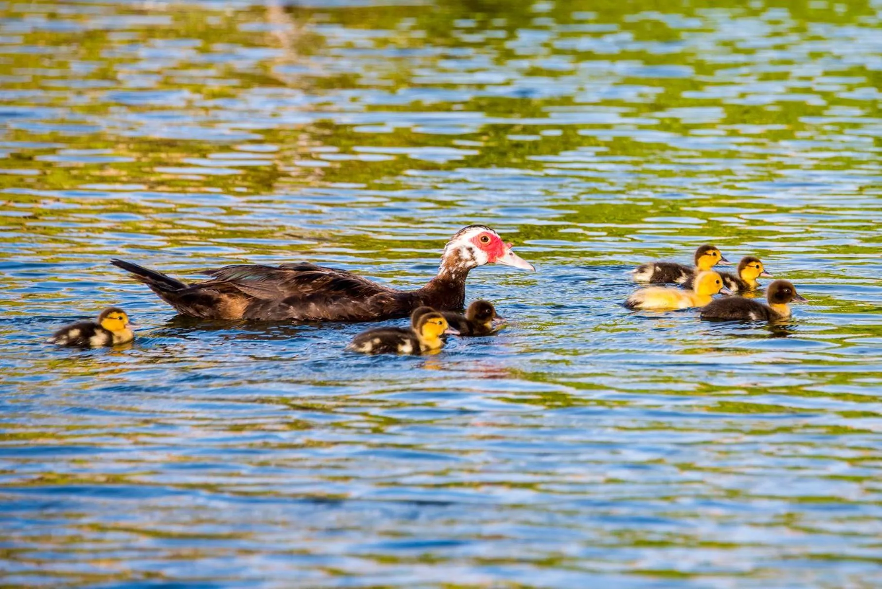 Animals in Coliseum Beach Hotel All Inclusive