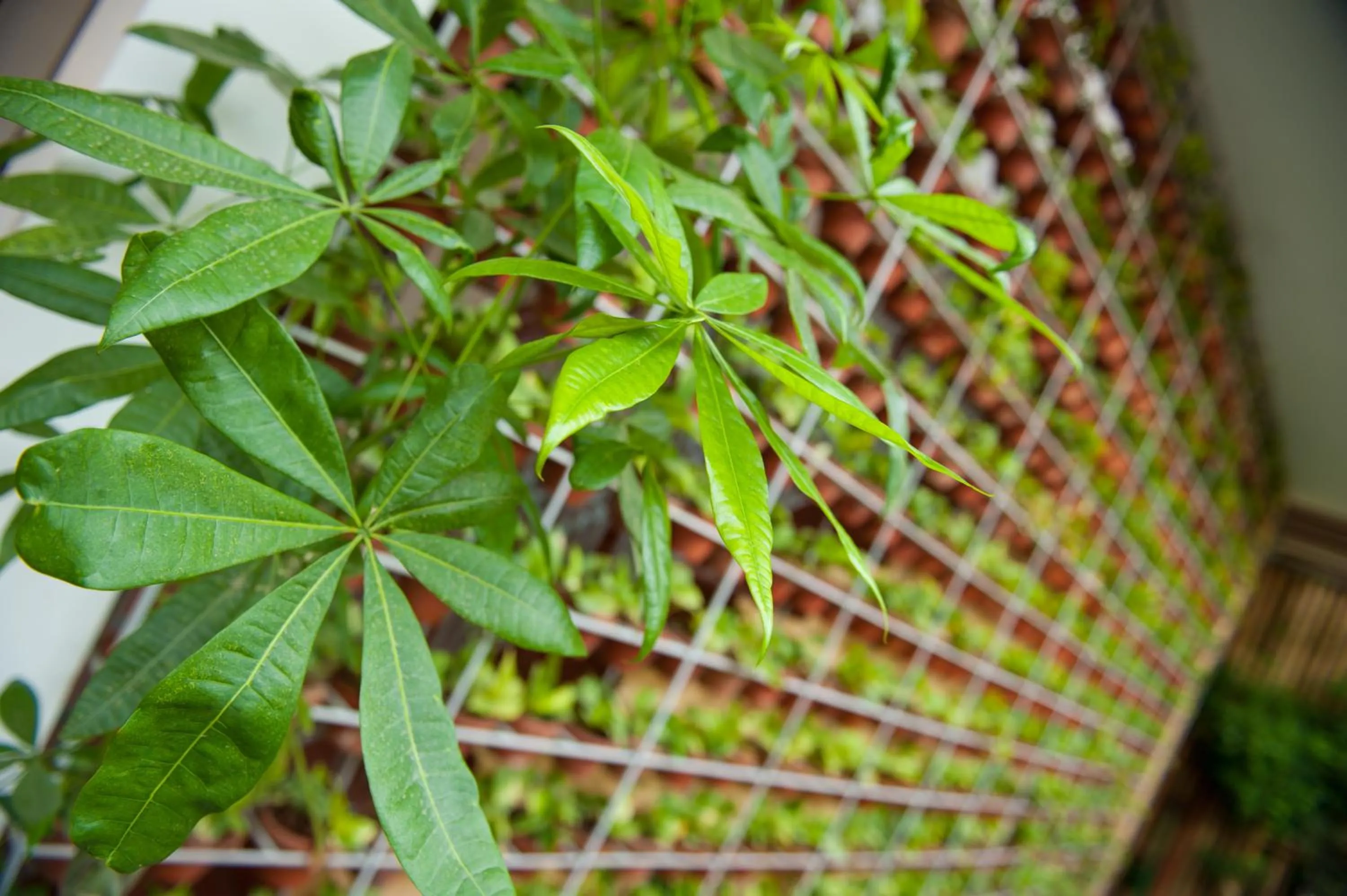 Garden in House Boutique Eco Hotel