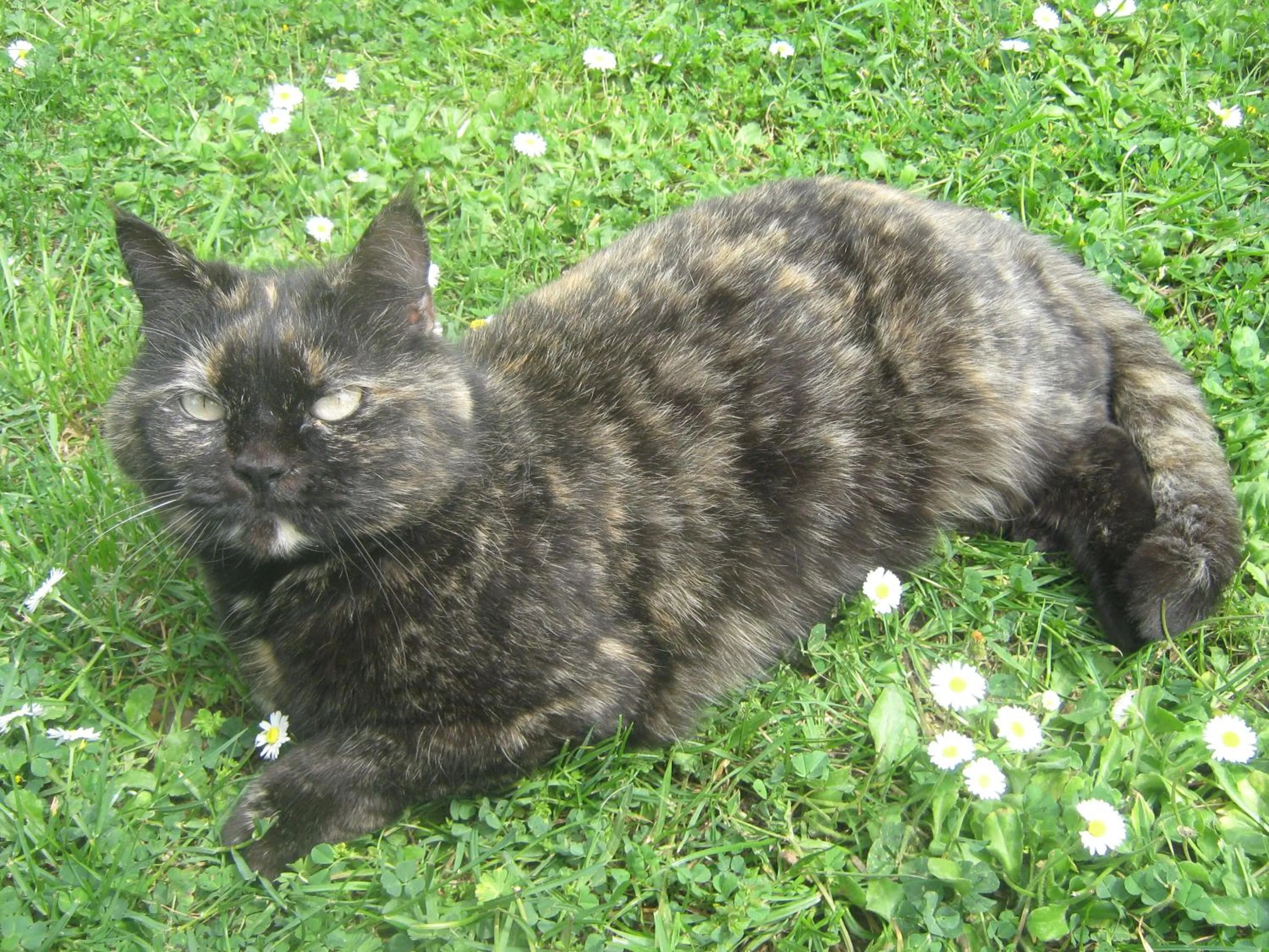 Pets in La Villa di Lucia