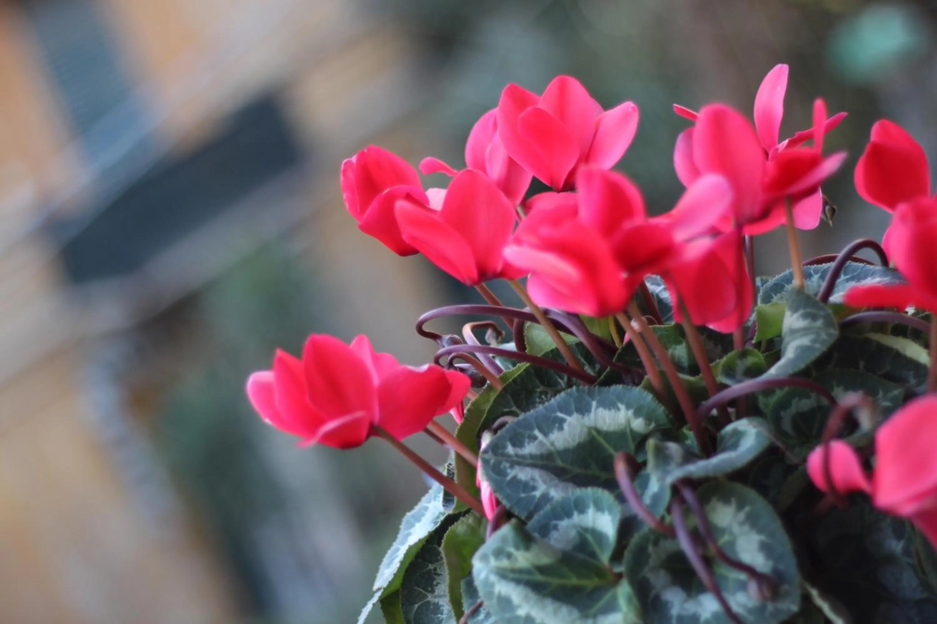 Balcony/Terrace in B&B Cernaia 42