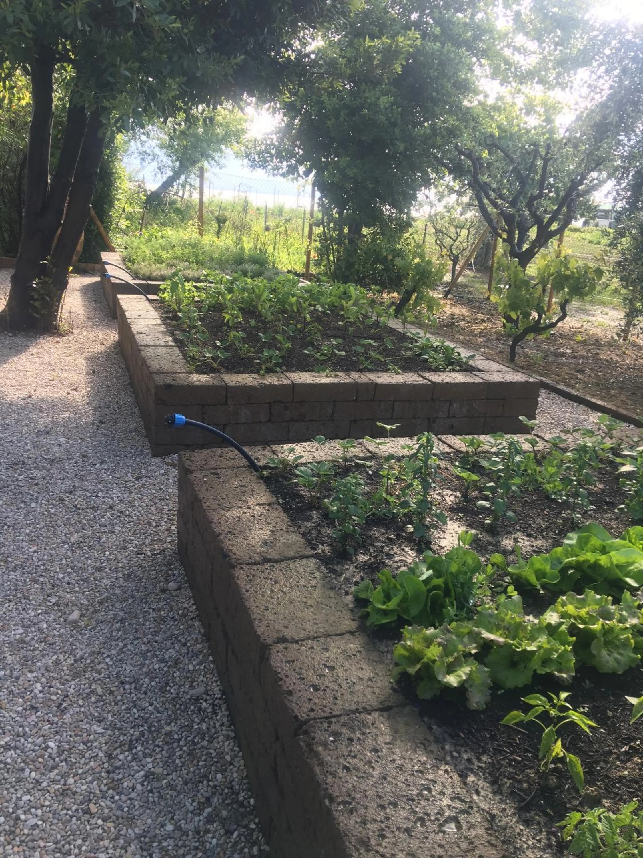 Garden in Villa Mirella Beach