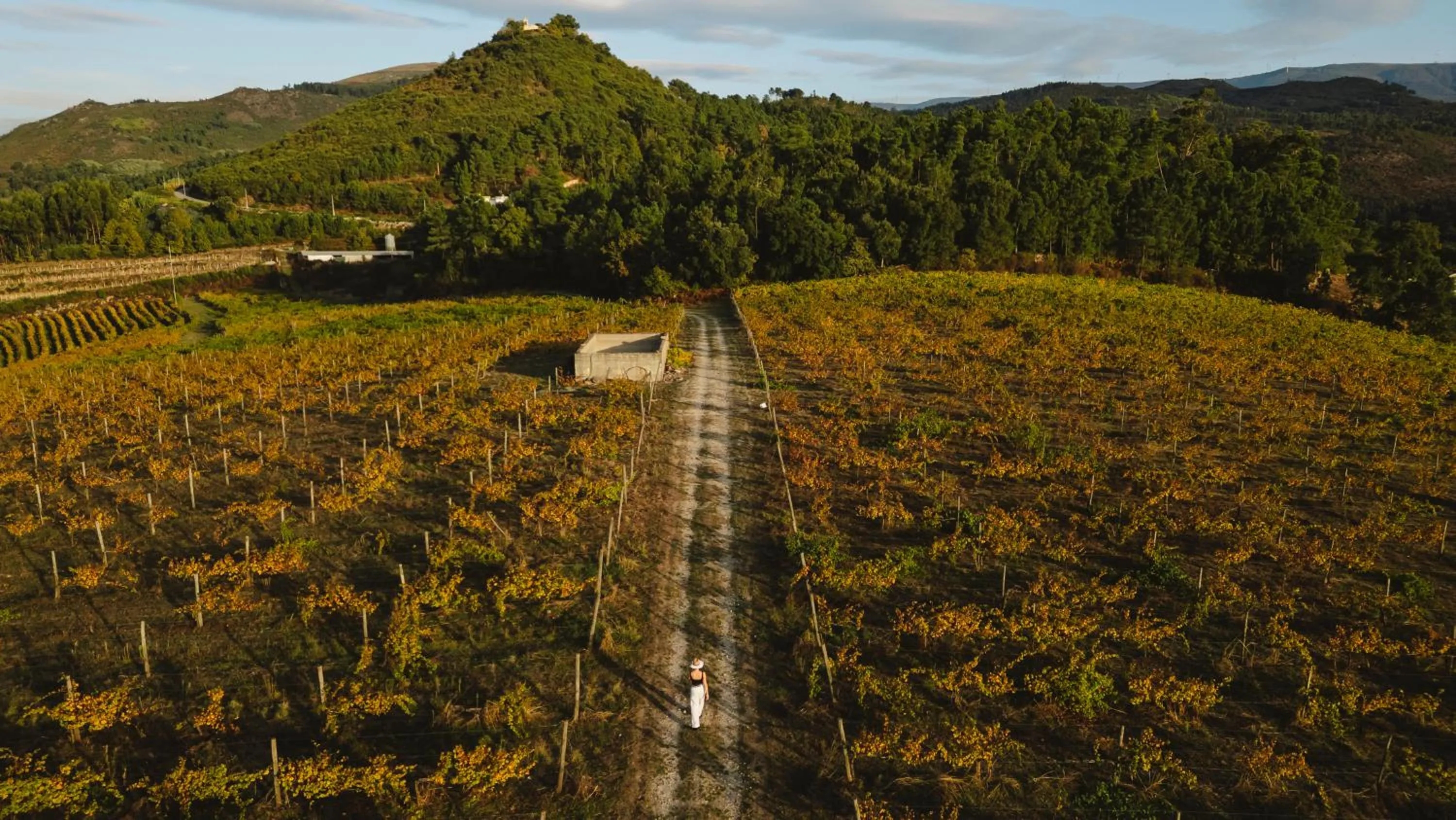 Natural landscape in The Vinea Collection Hotel by Piamonte Hotels