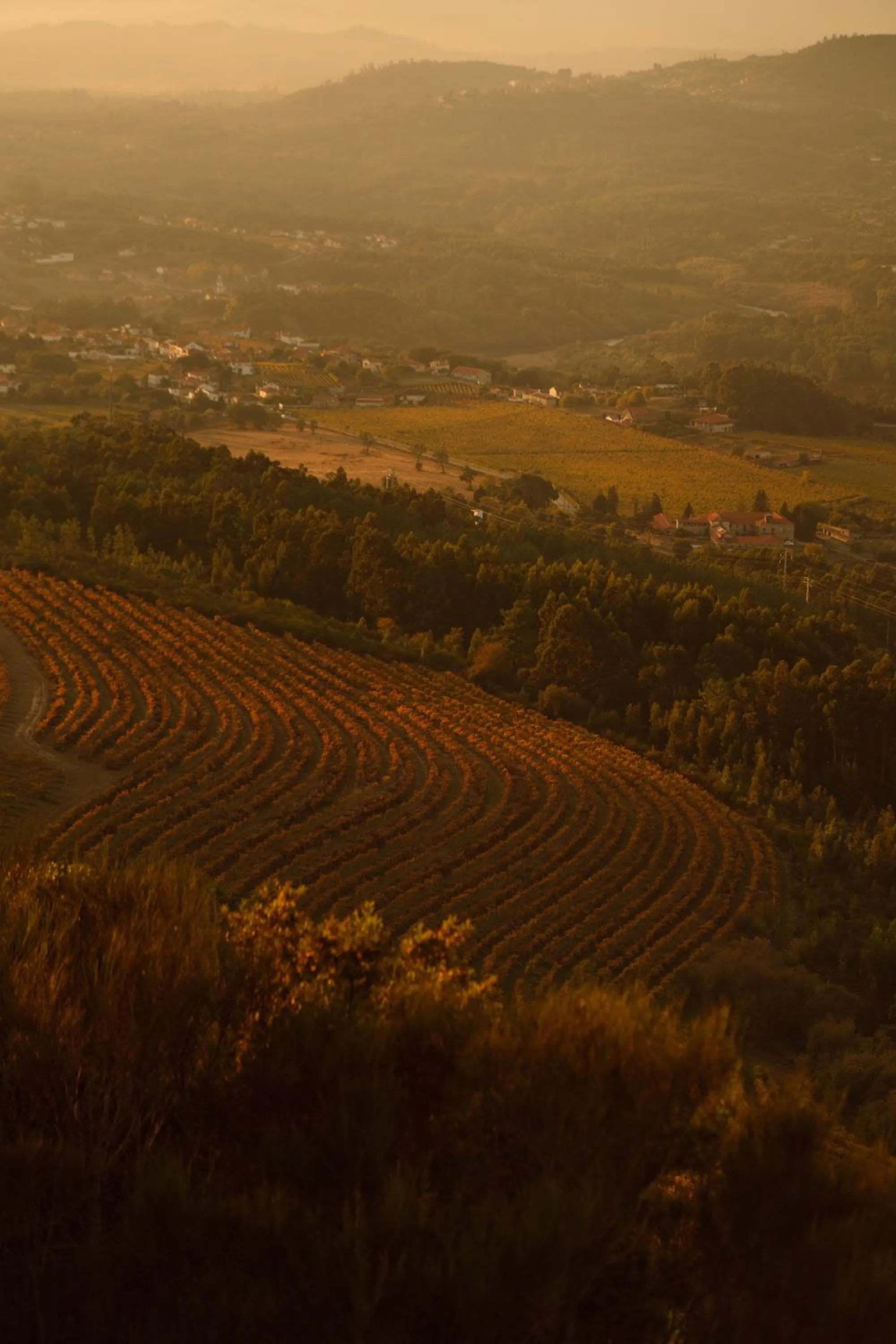 Natural landscape in The Vinea Collection Hotel by Piamonte Hotels