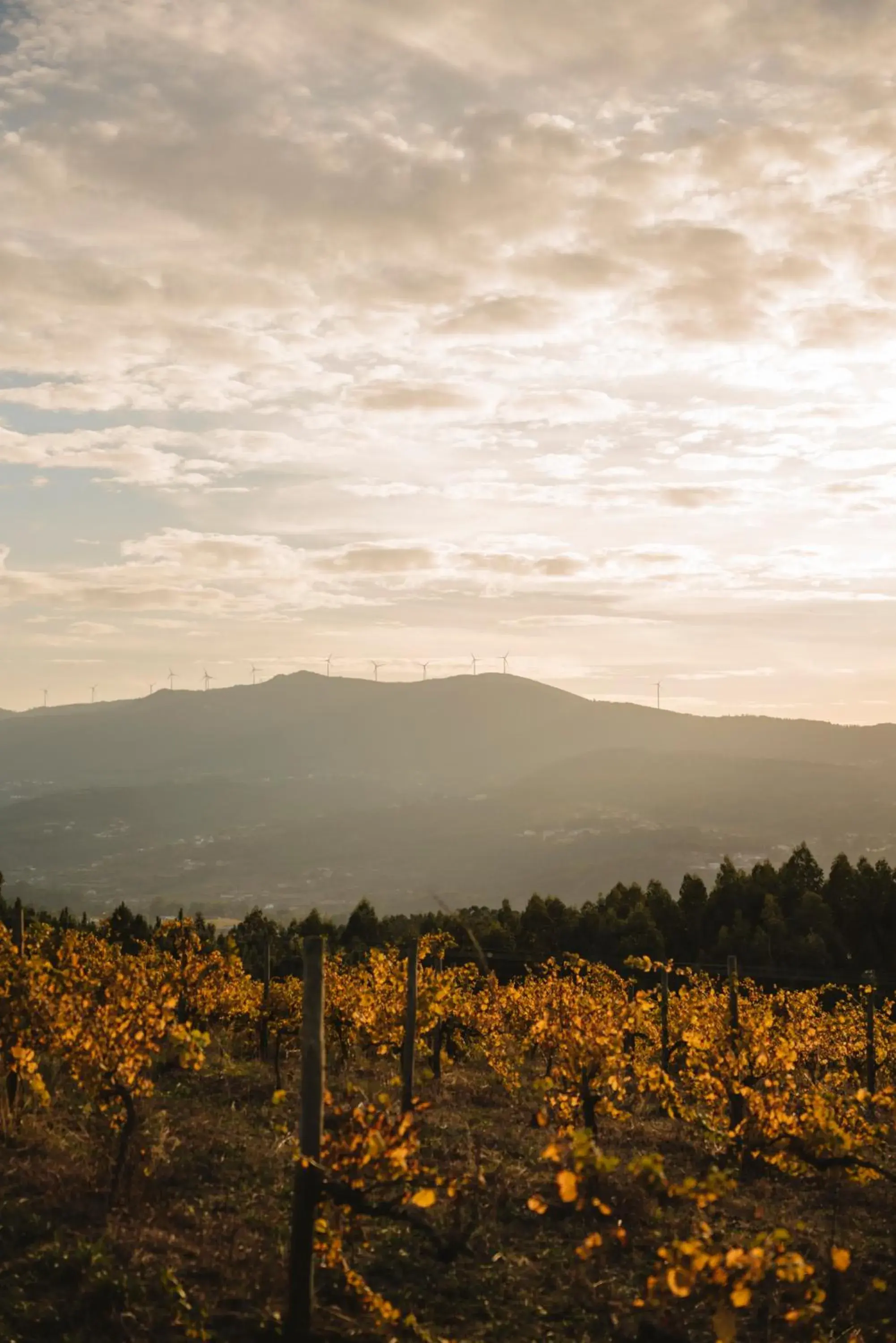 Natural landscape in The Vinea Collection Hotel by Piamonte Hotels Natural landscape in The Vinea Collection Hotel by Piamonte Hotels