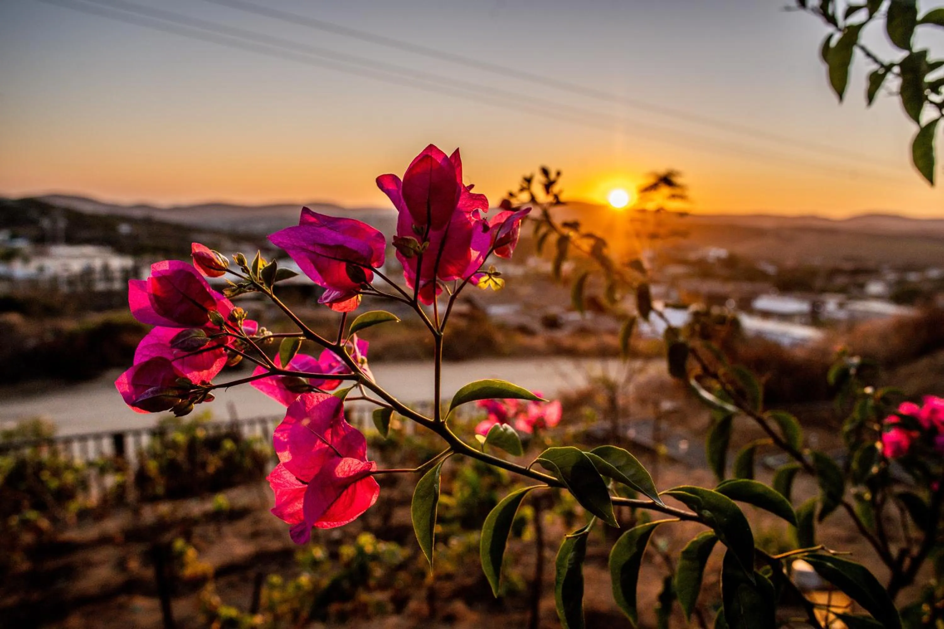 Garden view in Posada San Antonio