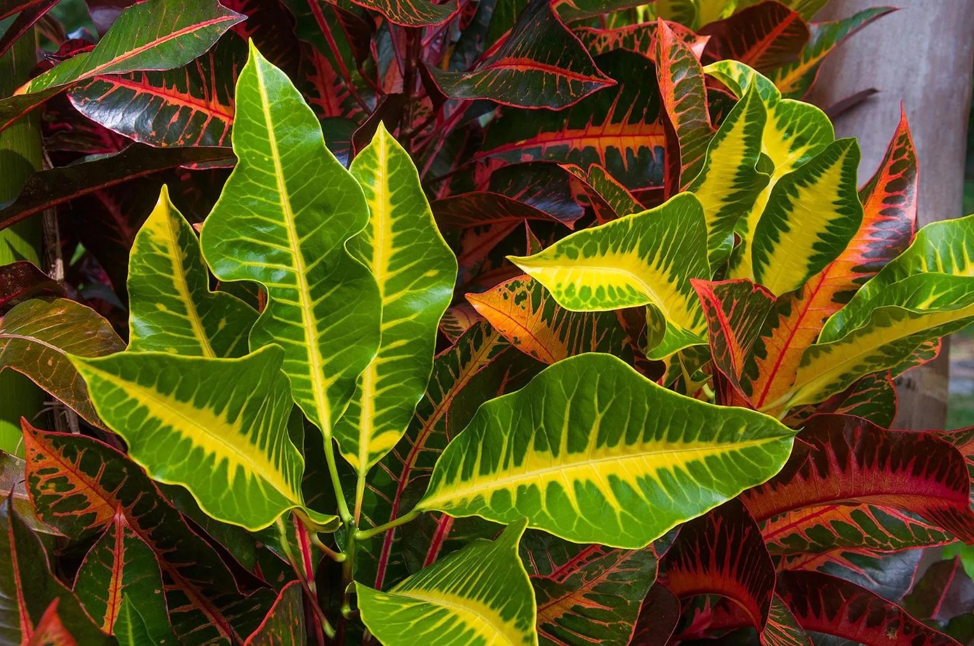 Garden in Hotel Ixzi Plus
