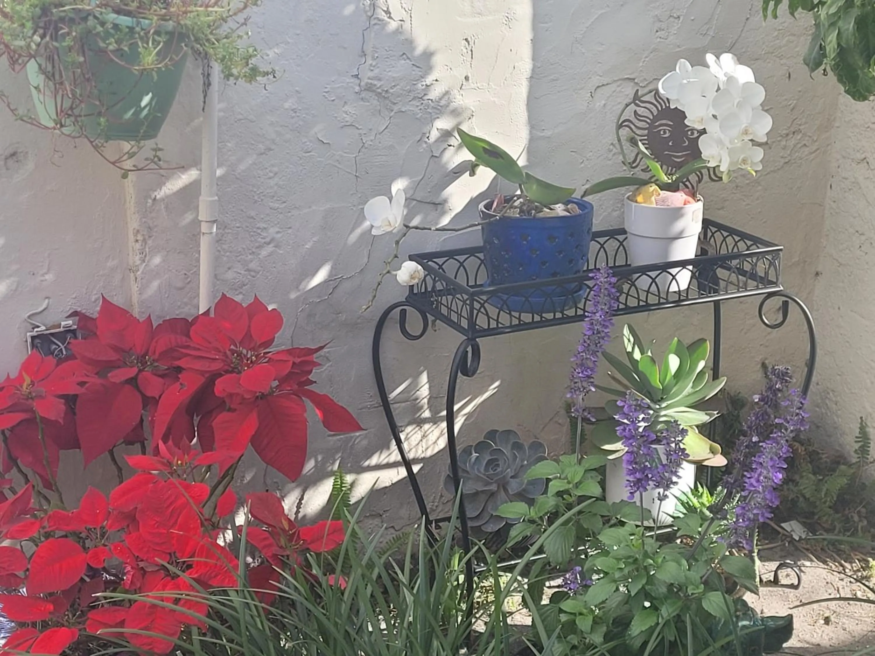 Spring in Queens Lodge Motel