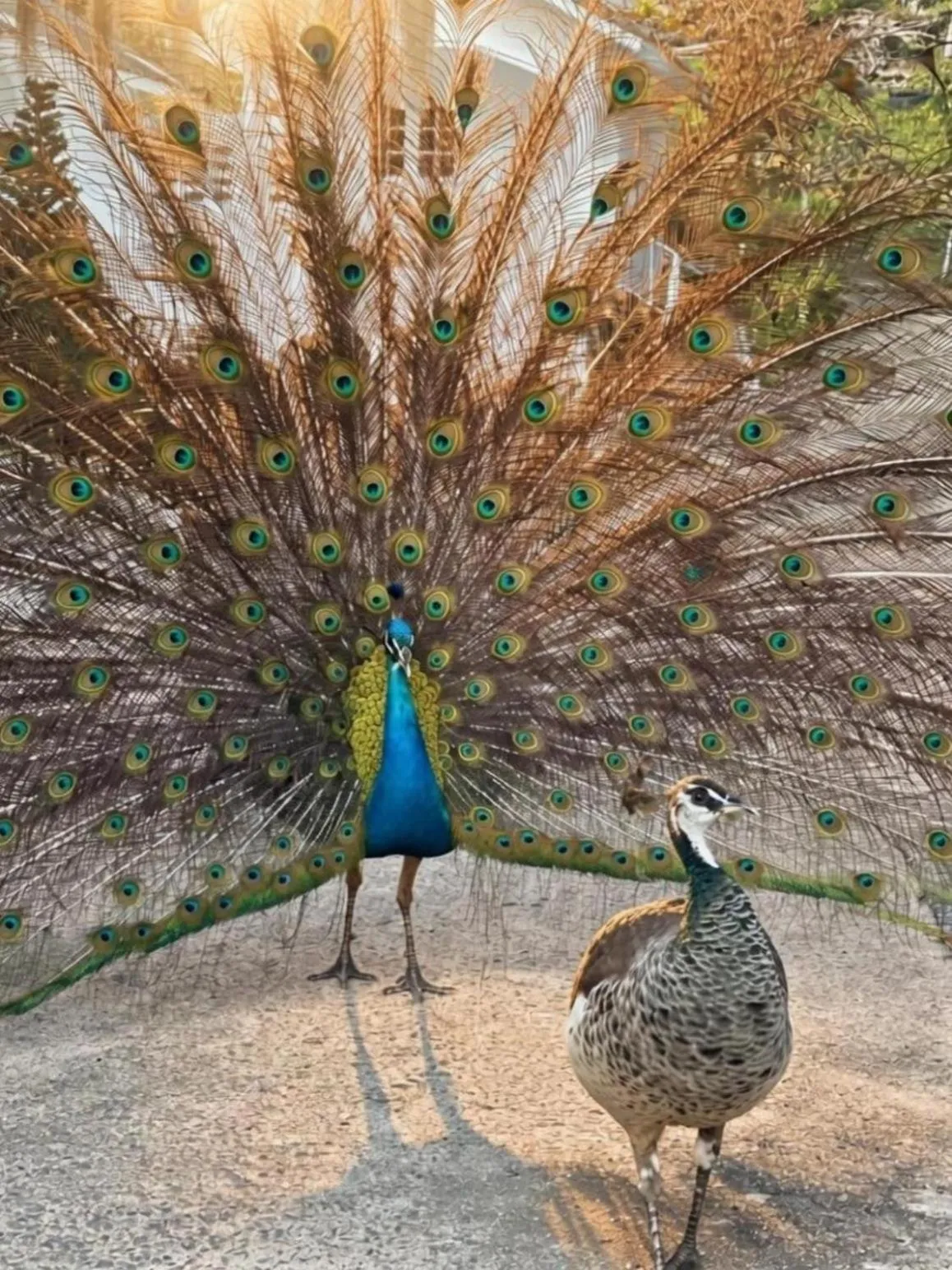 Private Paradise Resort