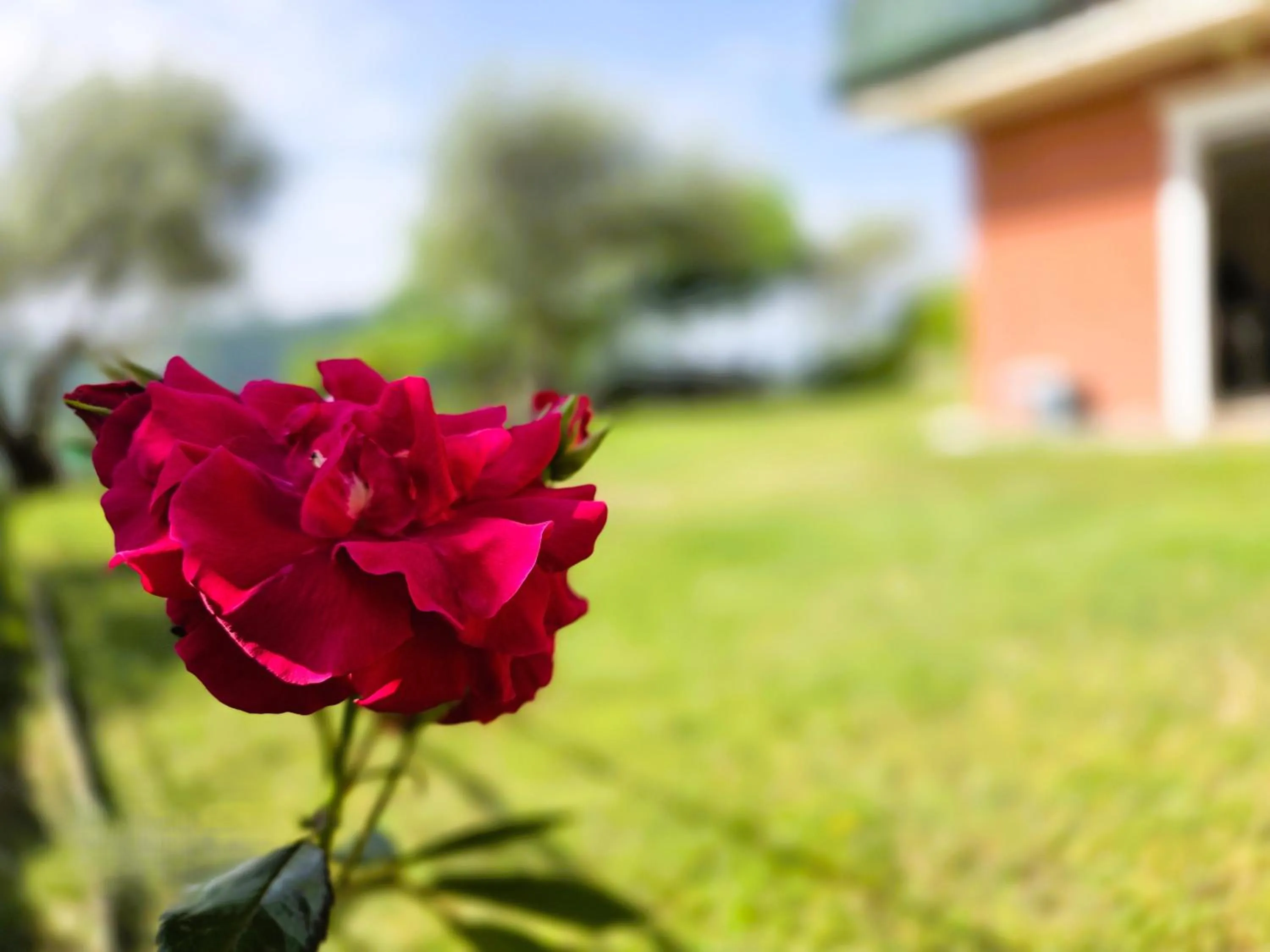 Garden in Relais Villa Olivi