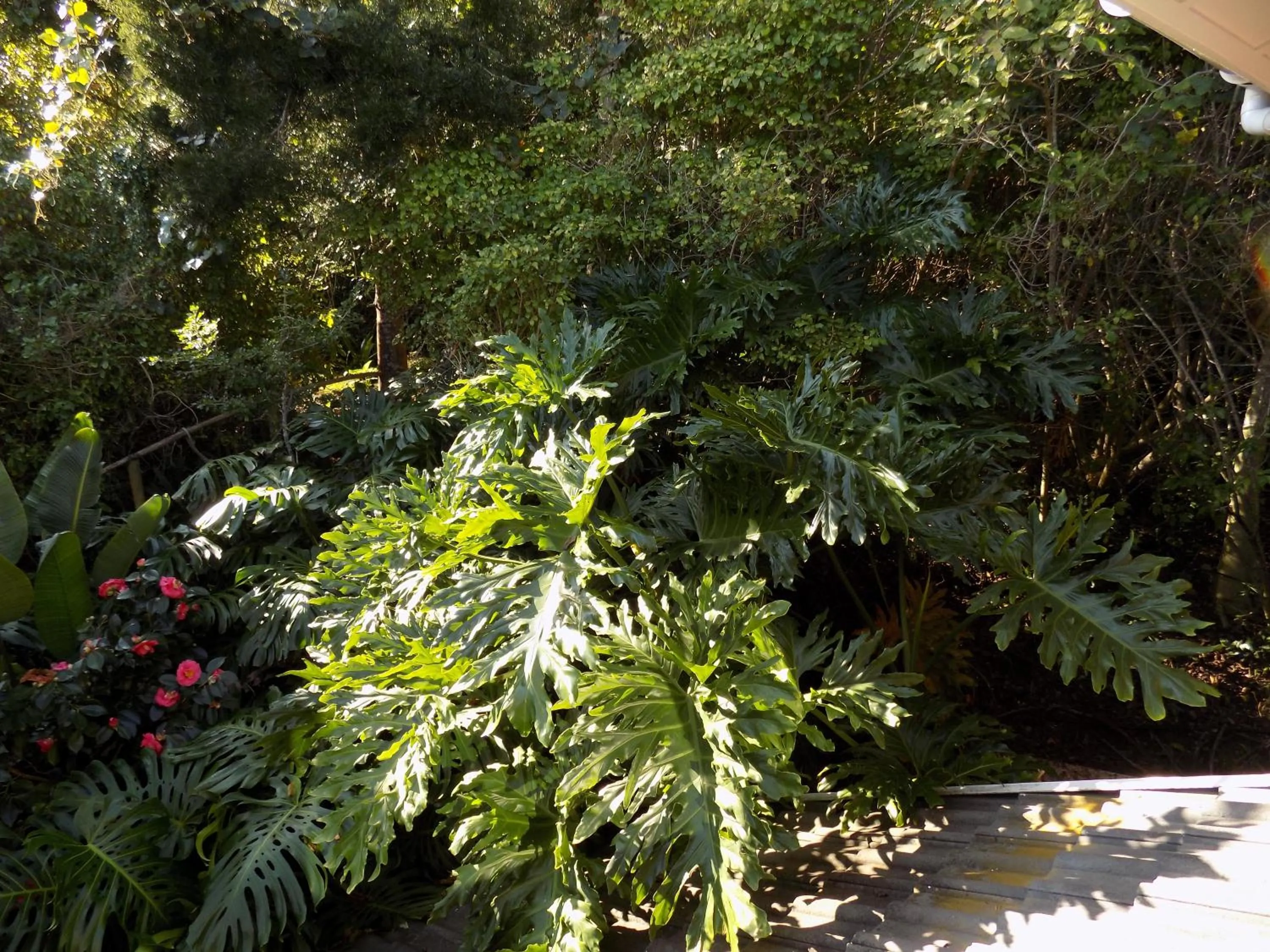 Garden in Protea Guest House