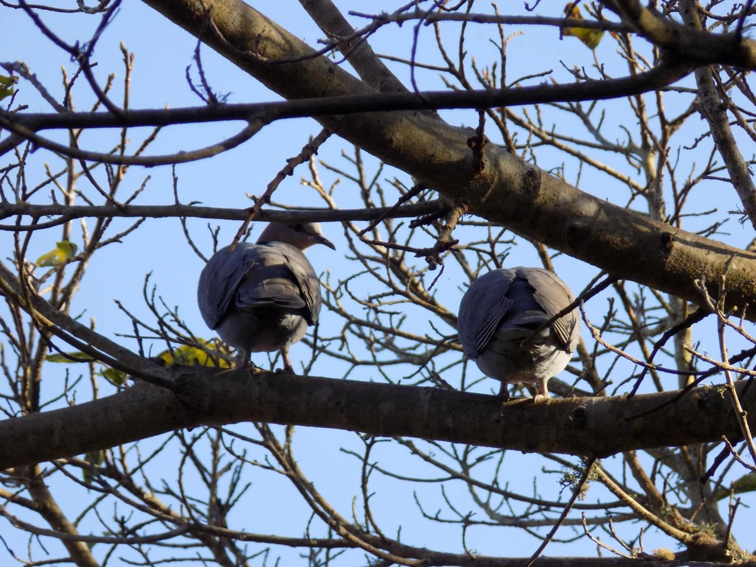 Animals in Protea Guest House