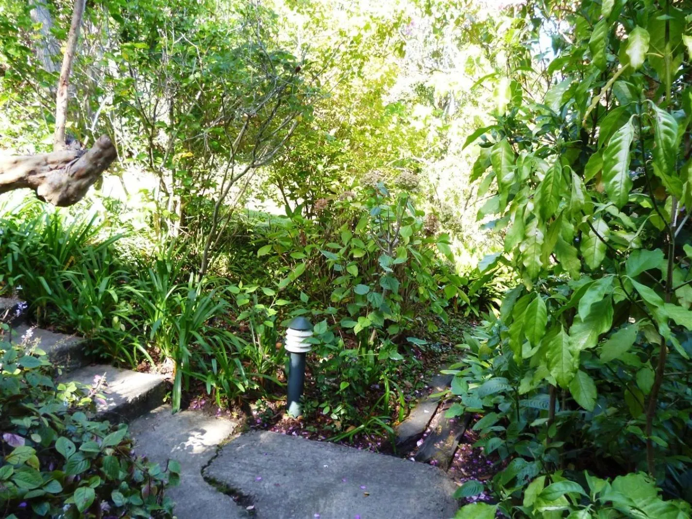 Garden in Protea Guest House