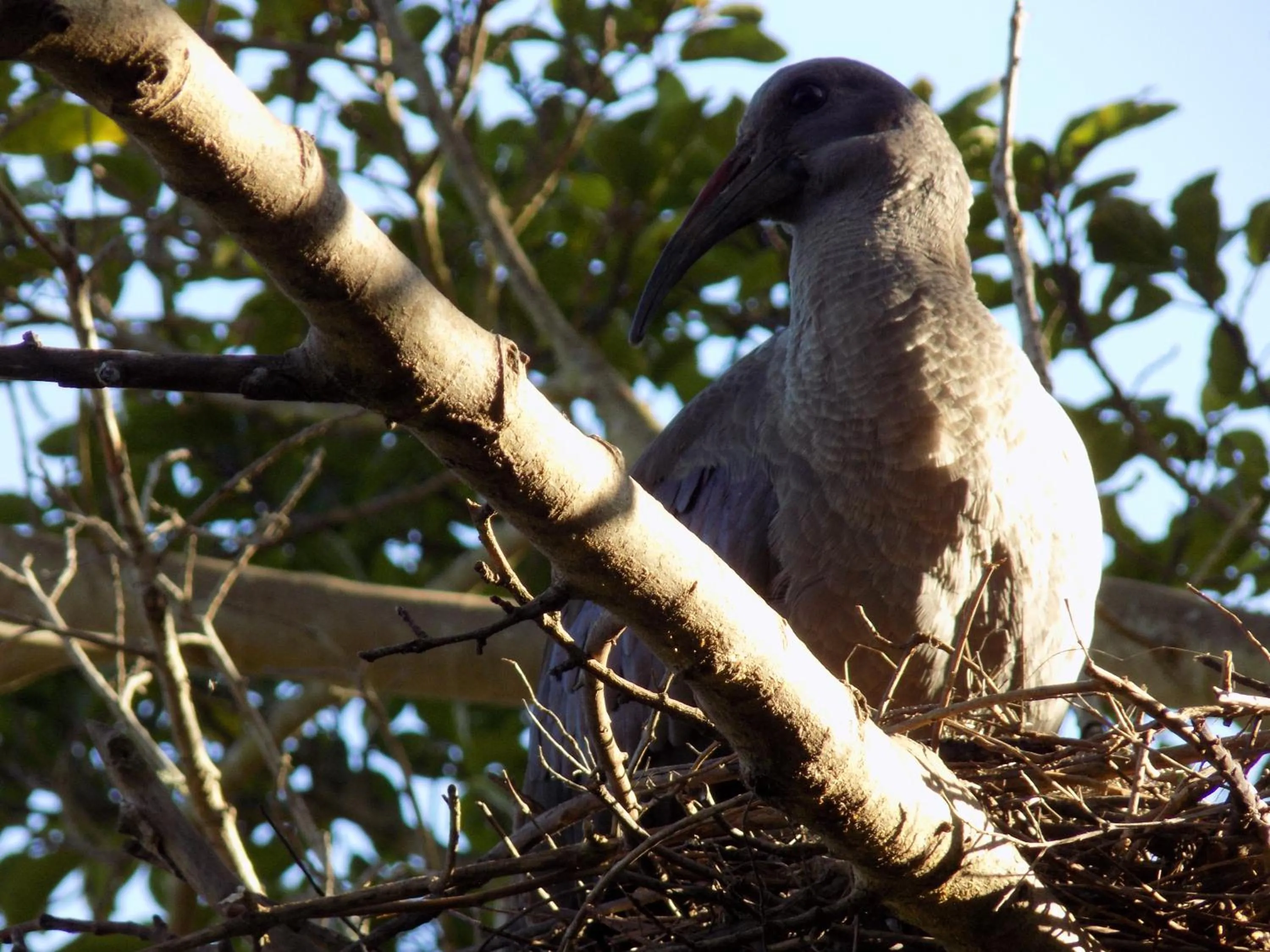 Animals in Protea Guest House