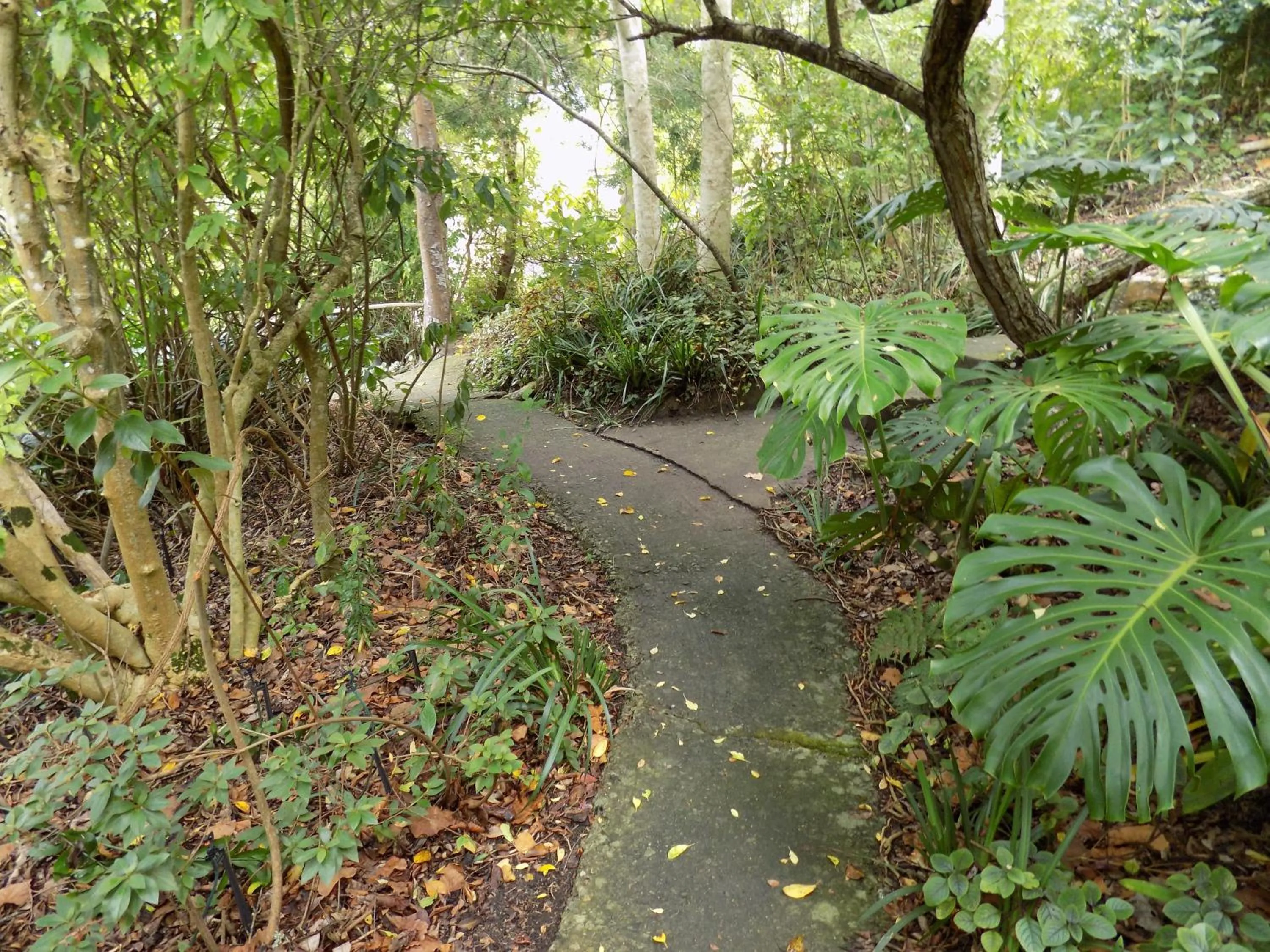 Garden in Protea Guest House