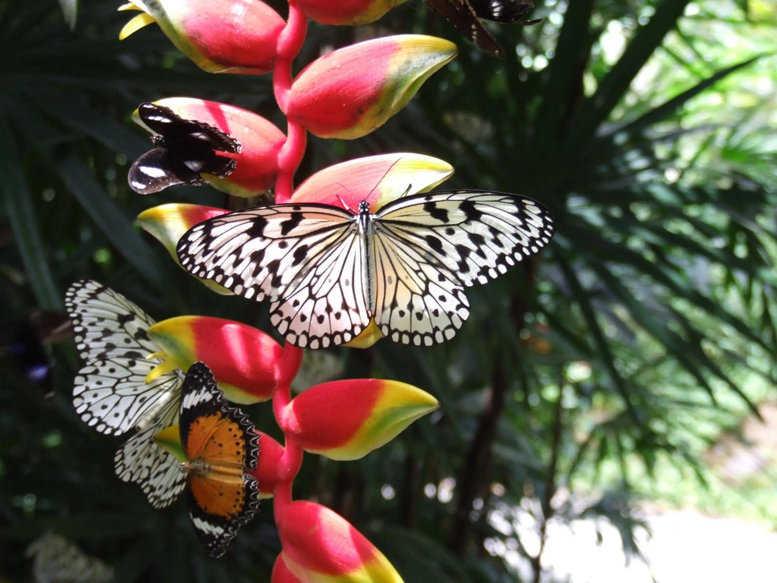 Animals in Tropical Bliss bed and breakfast