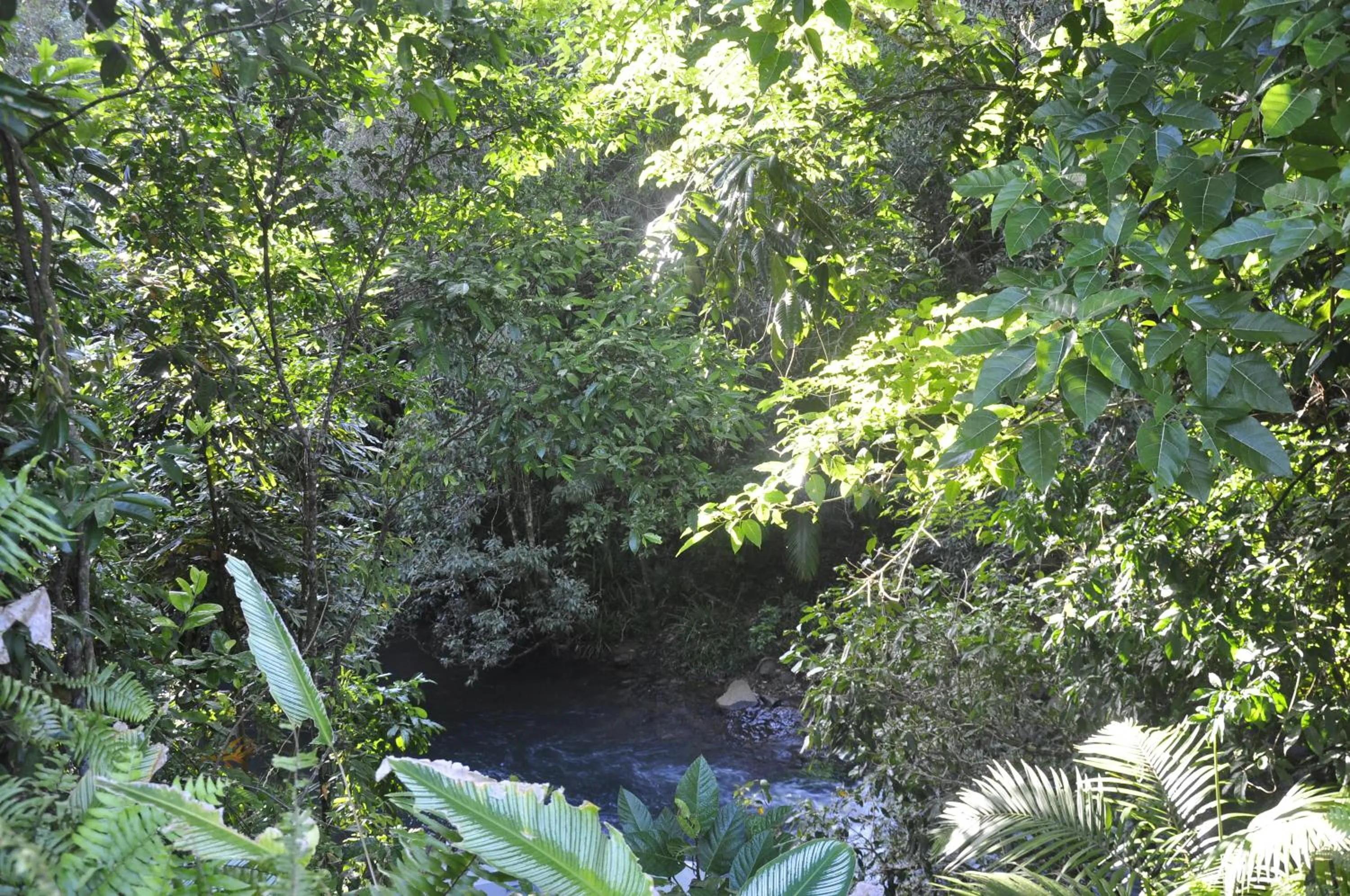 Garden view in Tropical Bliss bed and breakfast