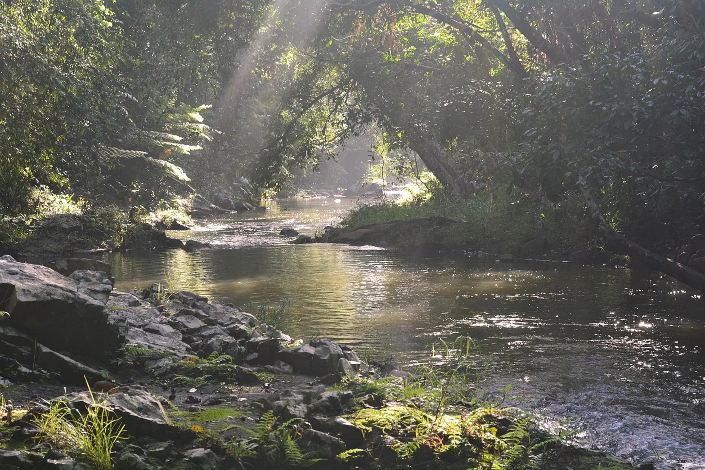 Swimming pool in Tropical Bliss bed and breakfast
