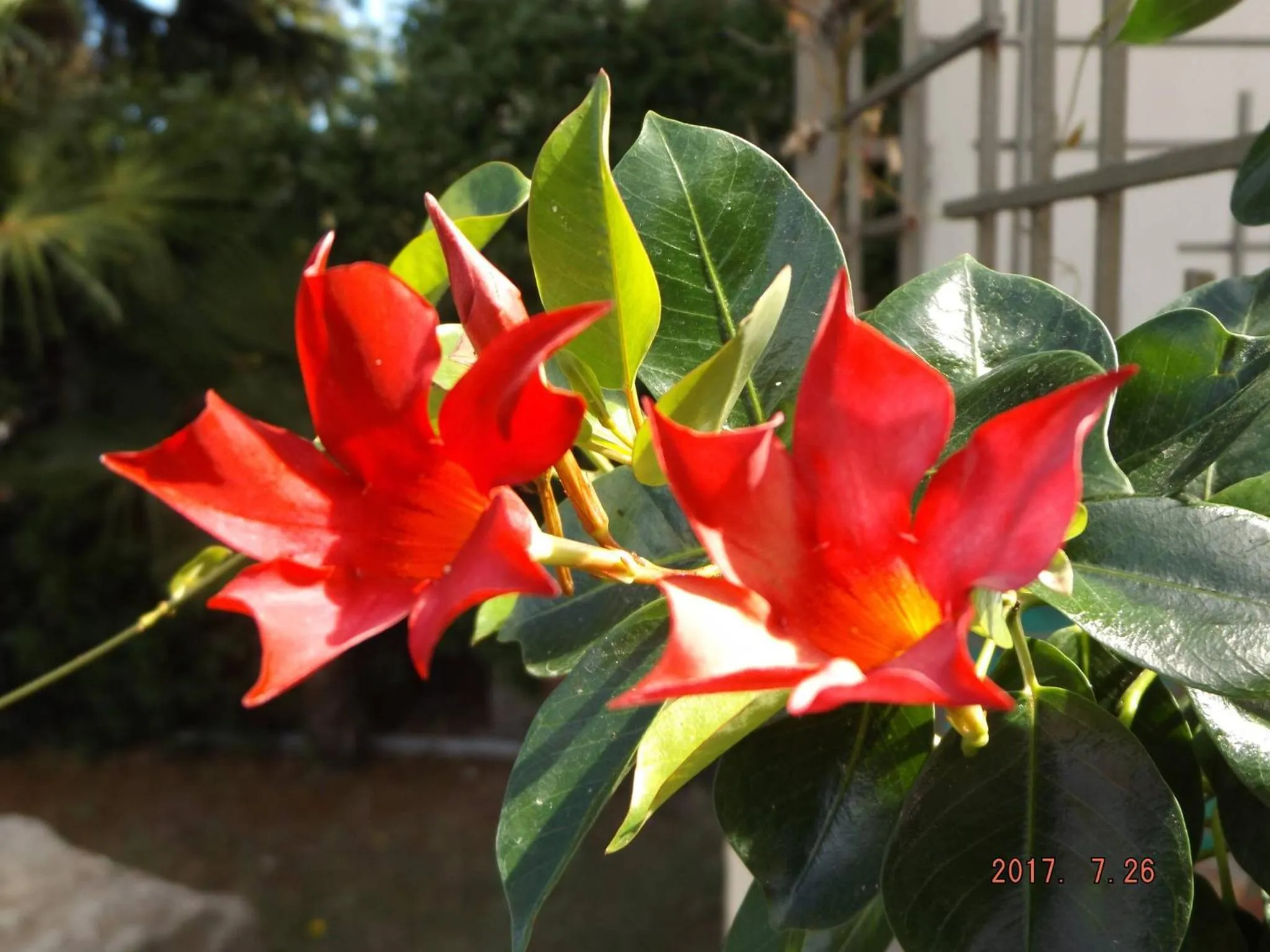 Garden in B&B Artistic House