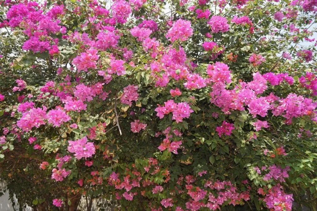 Spring in Hotel Mar di Plata