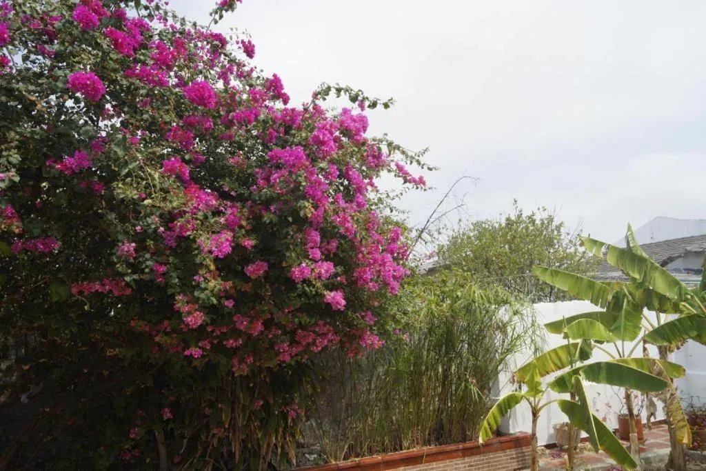 Garden in Hotel Mar di Plata