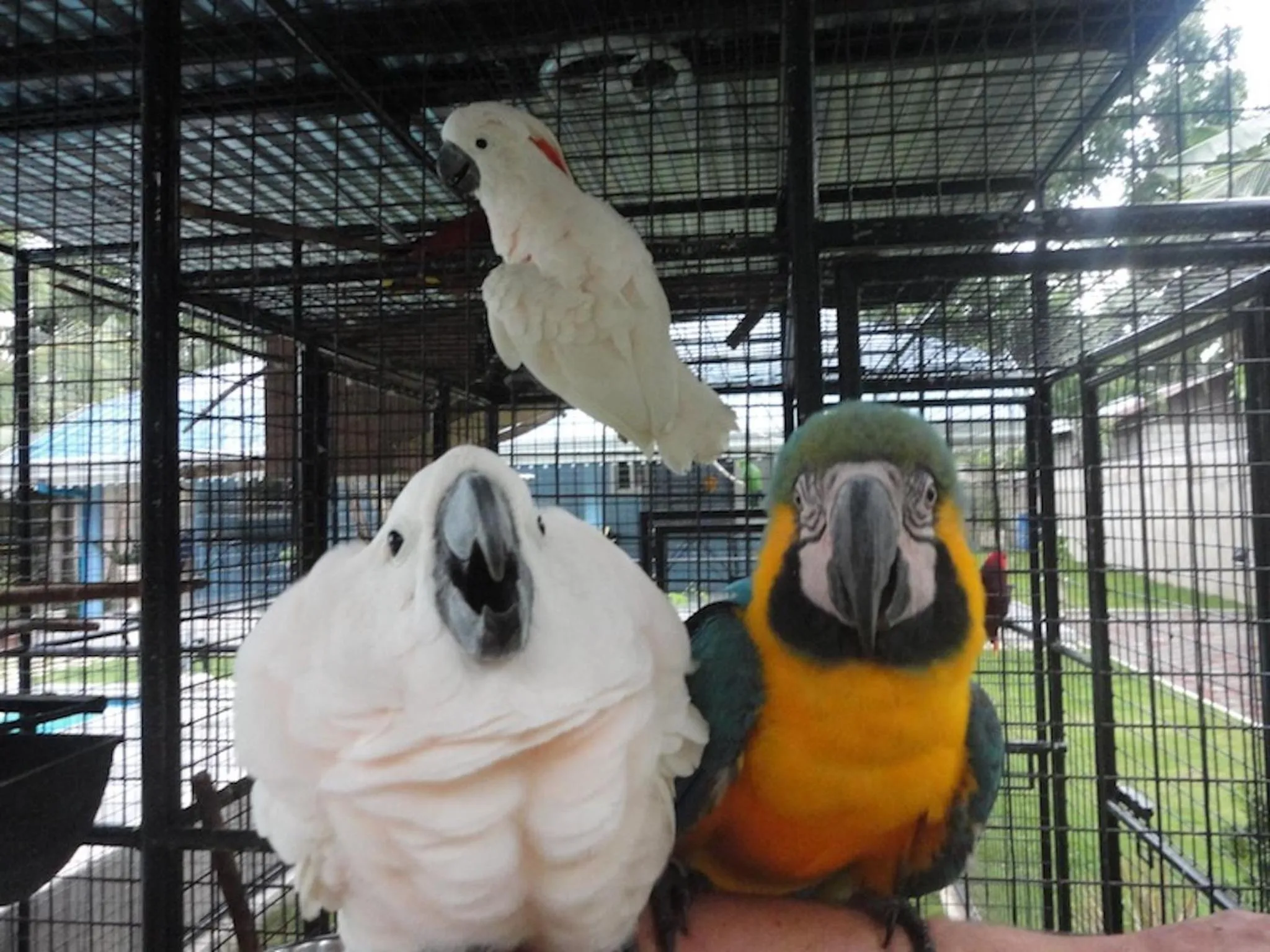 Pets in Parrot Resort Moalboal