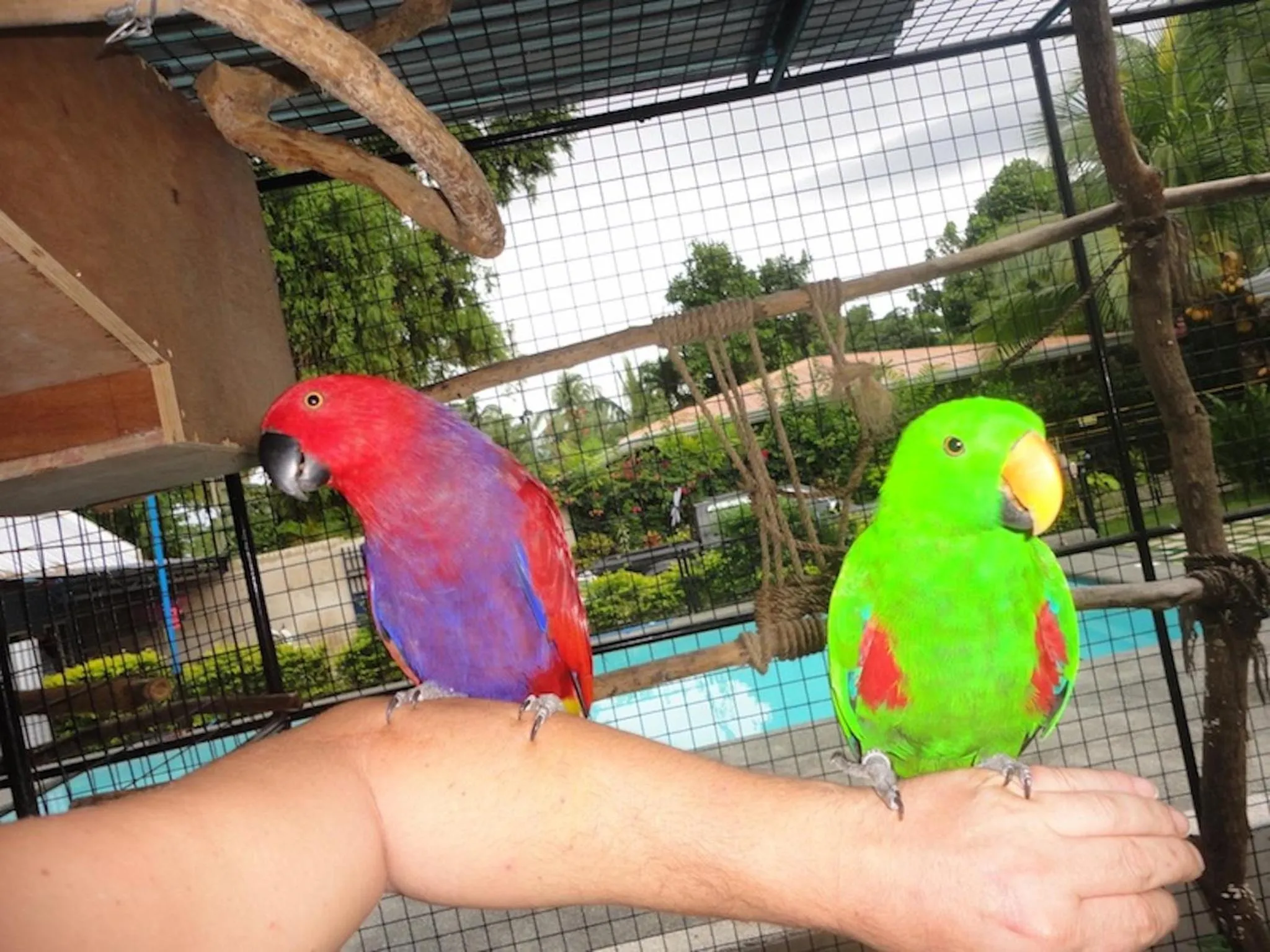 Pets in Parrot Resort Moalboal