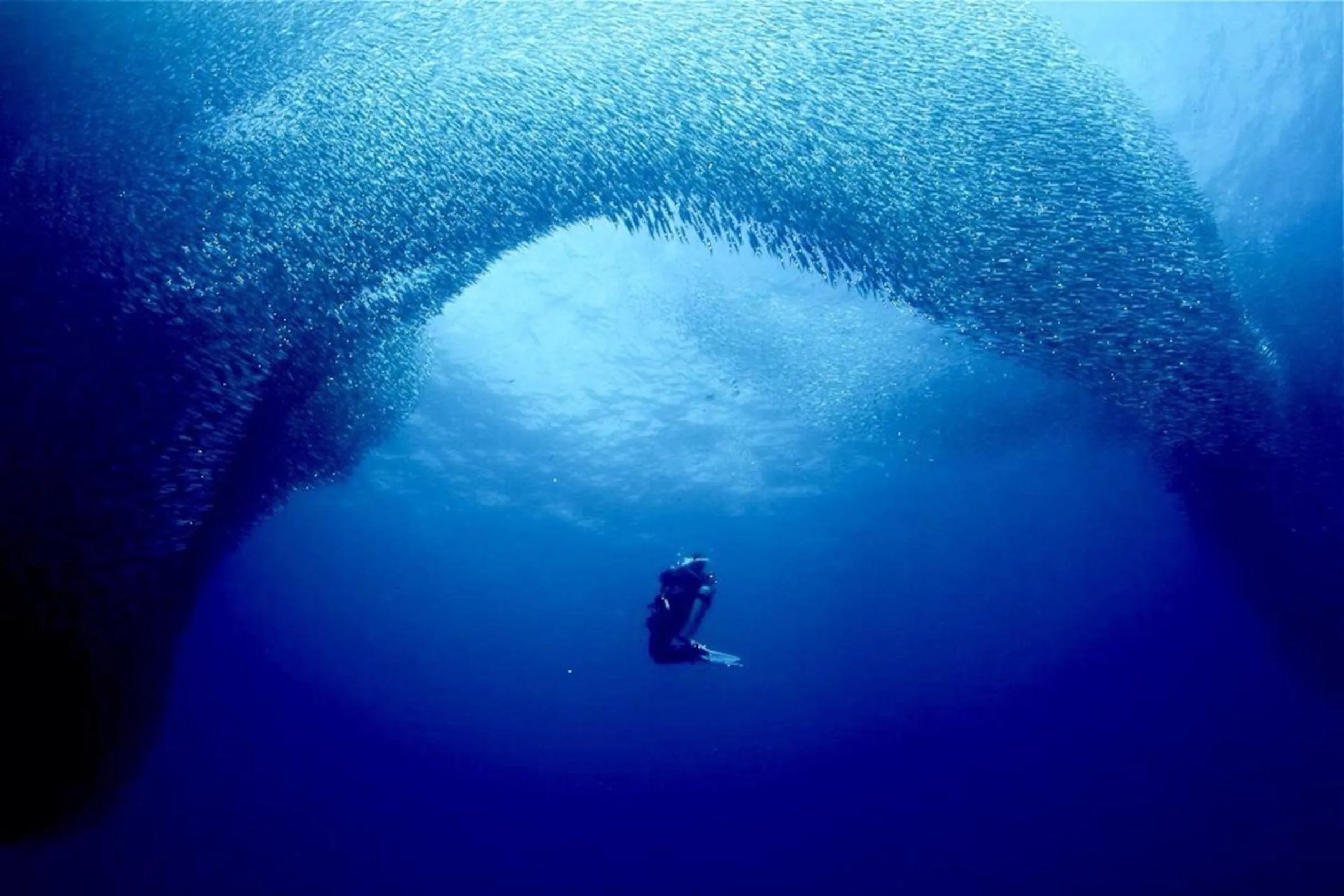 Snorkeling in Parrot Resort Moalboal