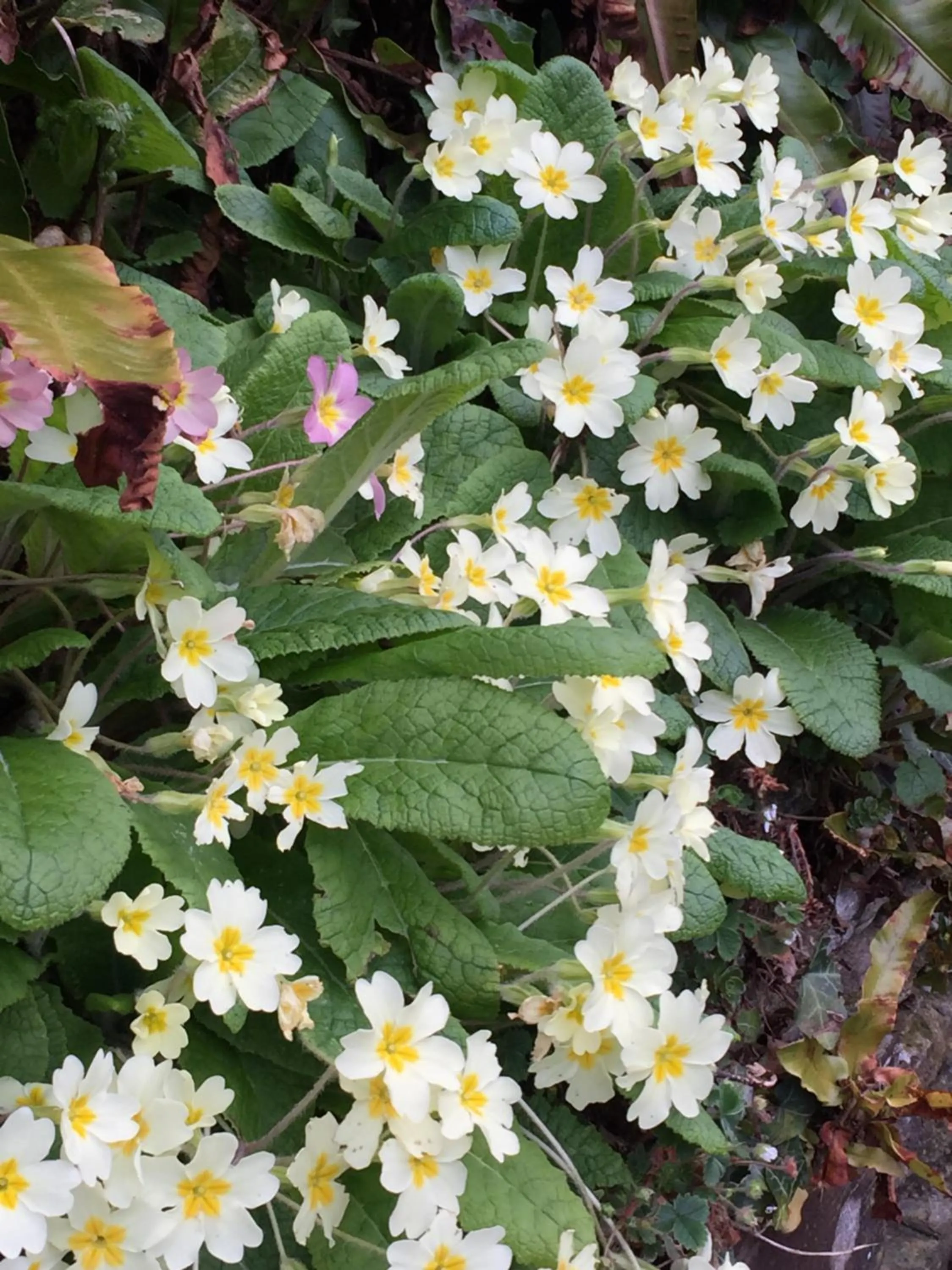 Garden in Westwaterhead