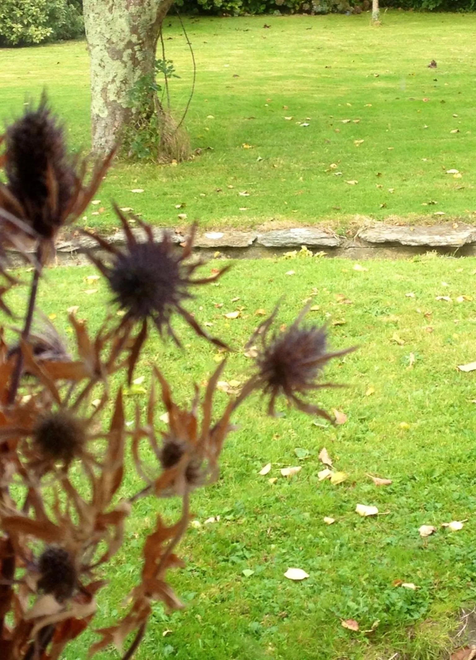 Garden in Westwaterhead