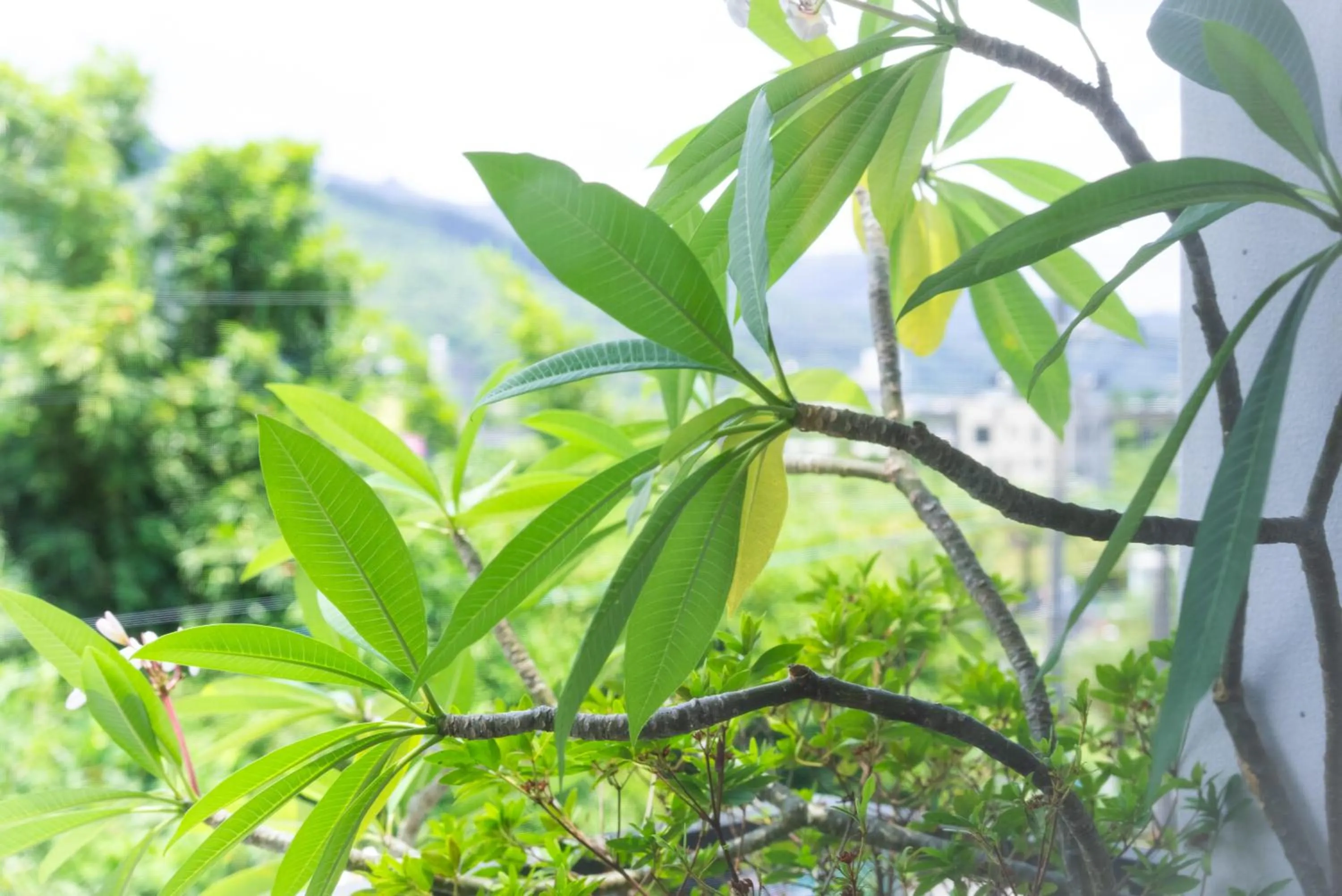Natural landscape in Jiaoxi Song Tian B&B