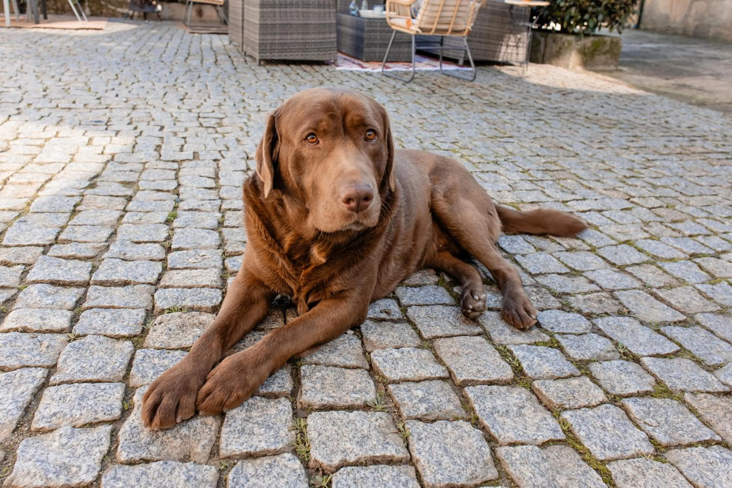 Animals in Casal da Viúva